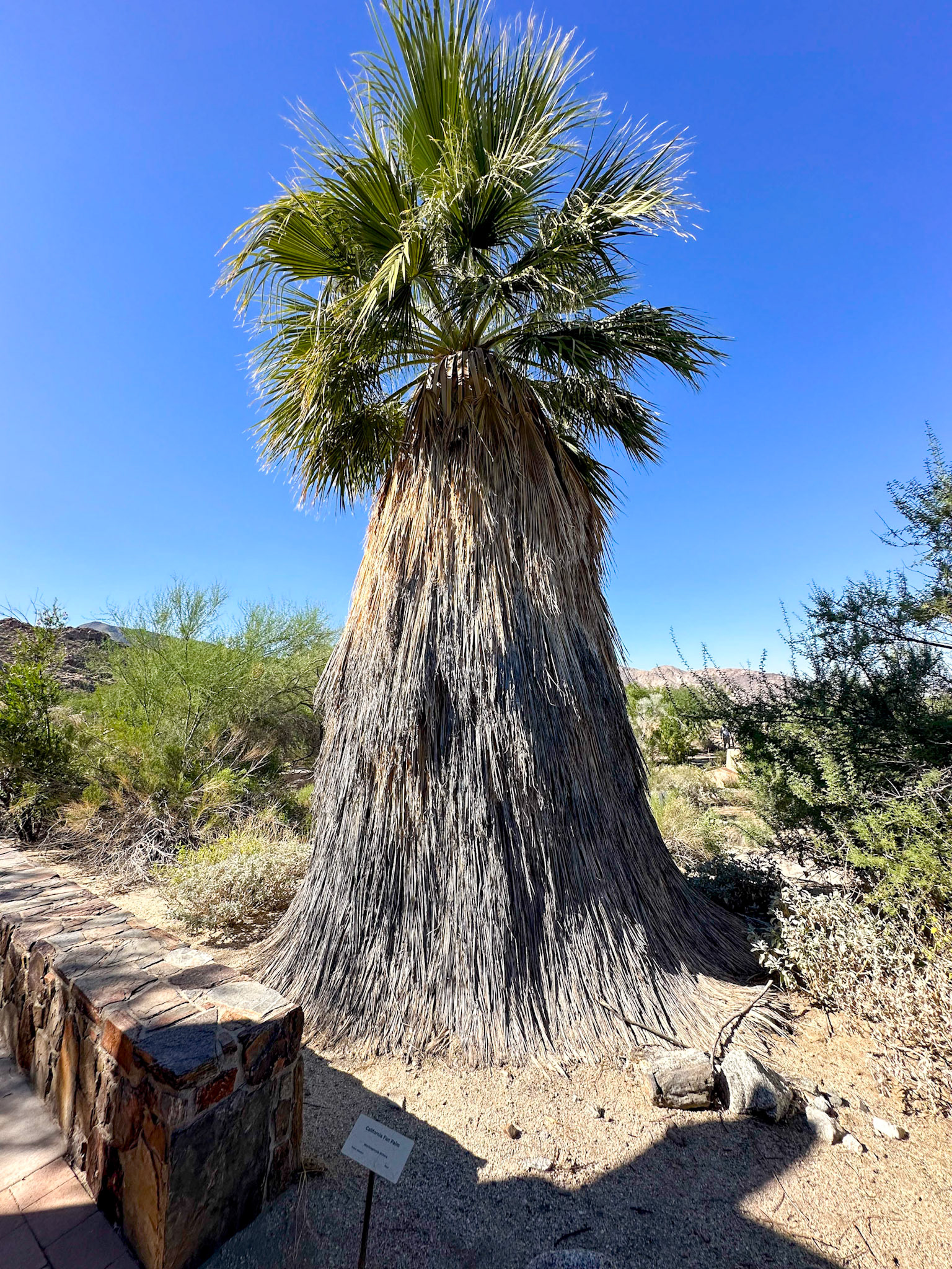 Fan Palm that hasn't been manicured