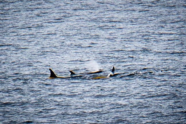 Pod of Orca whales