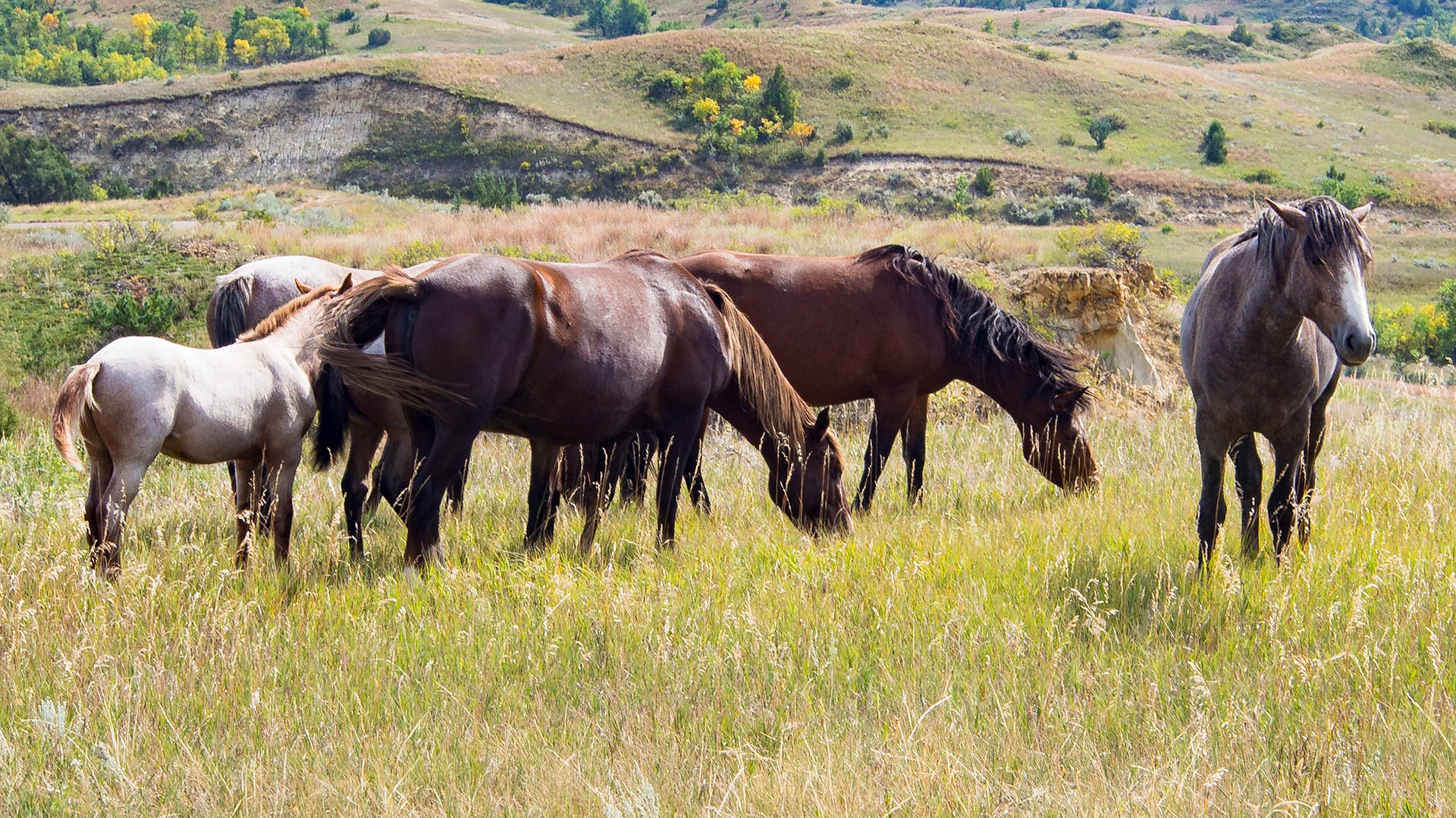 Wild  horses in TRNP