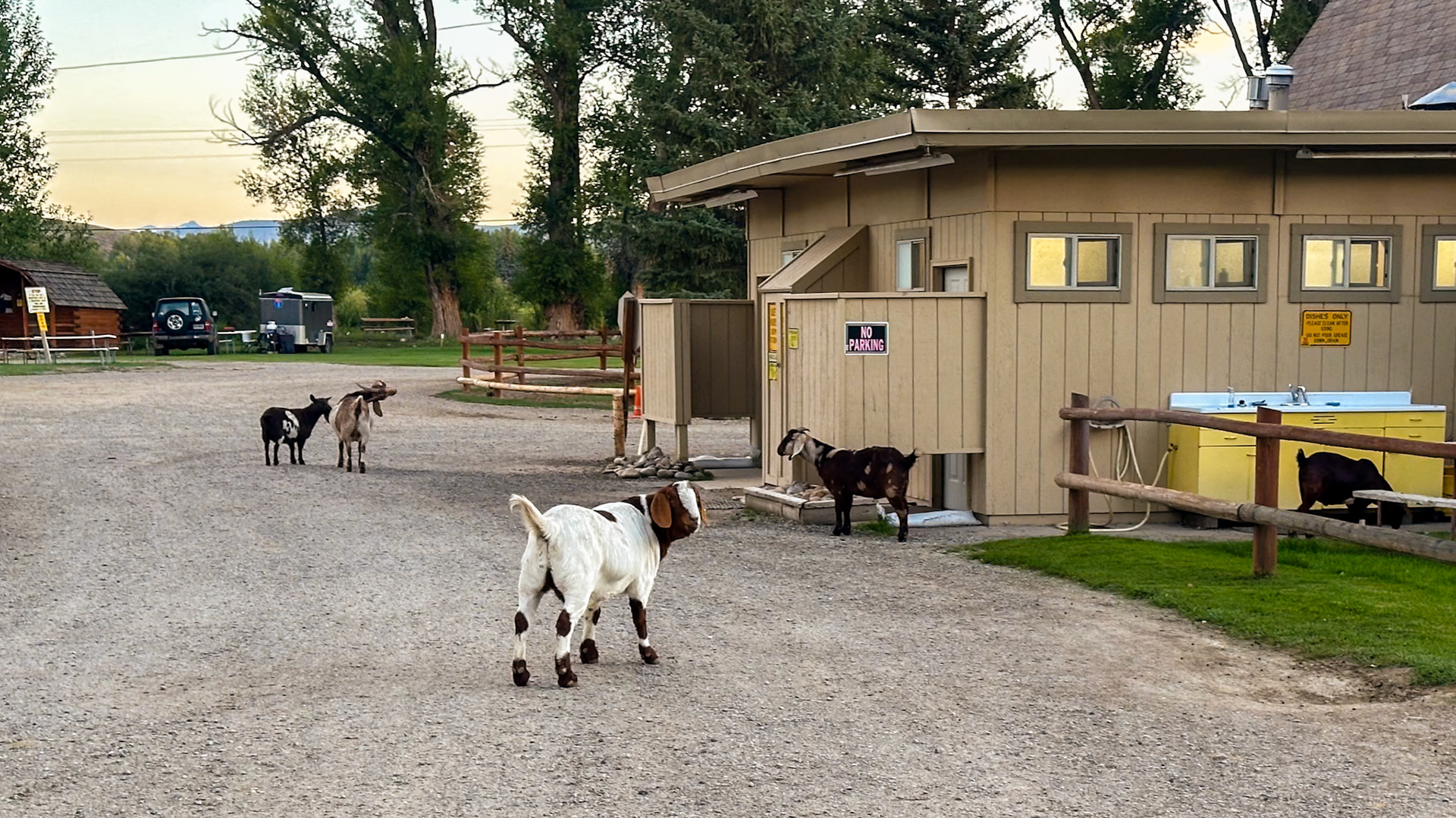 Morning Tripp walk with the goats