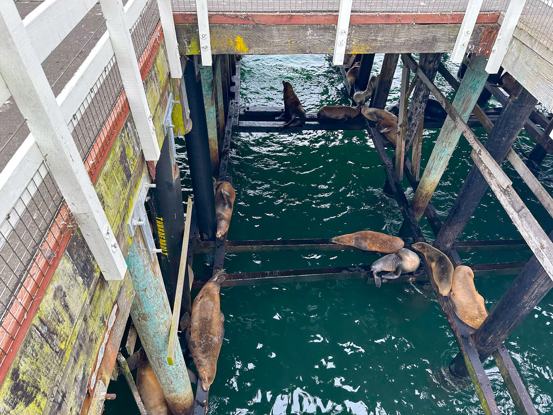 Noisy sea lions below the Santa Cruz wharf