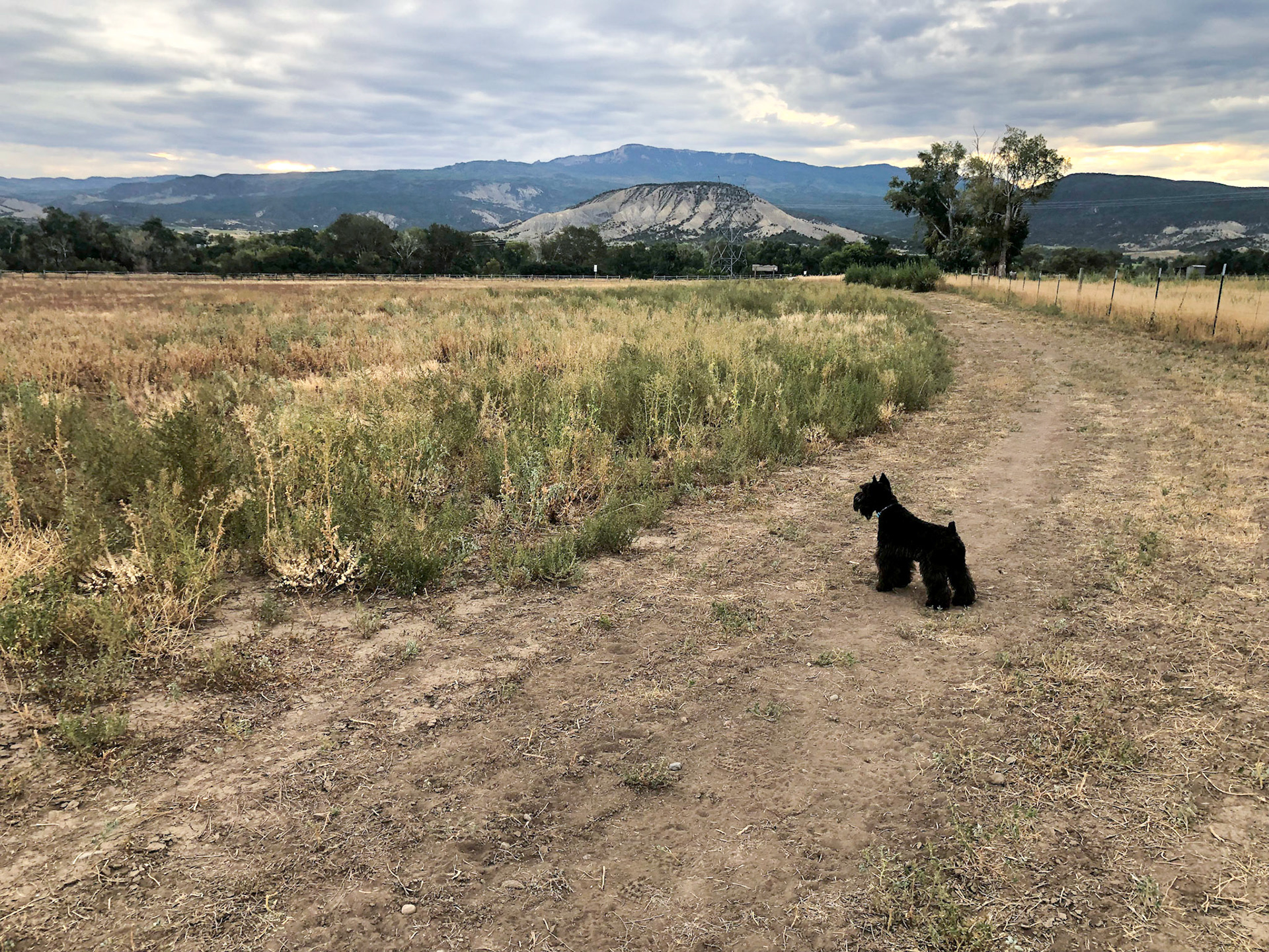 Tripp's morning walk
