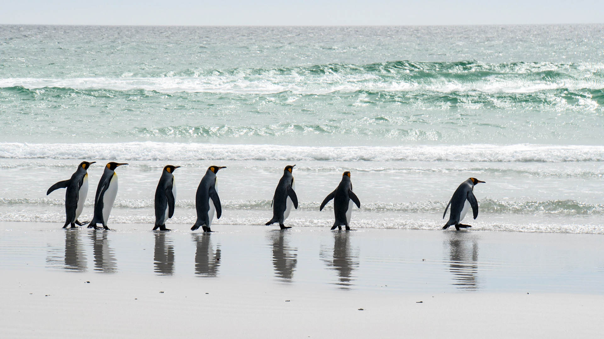 King penguins begin their search for a meal