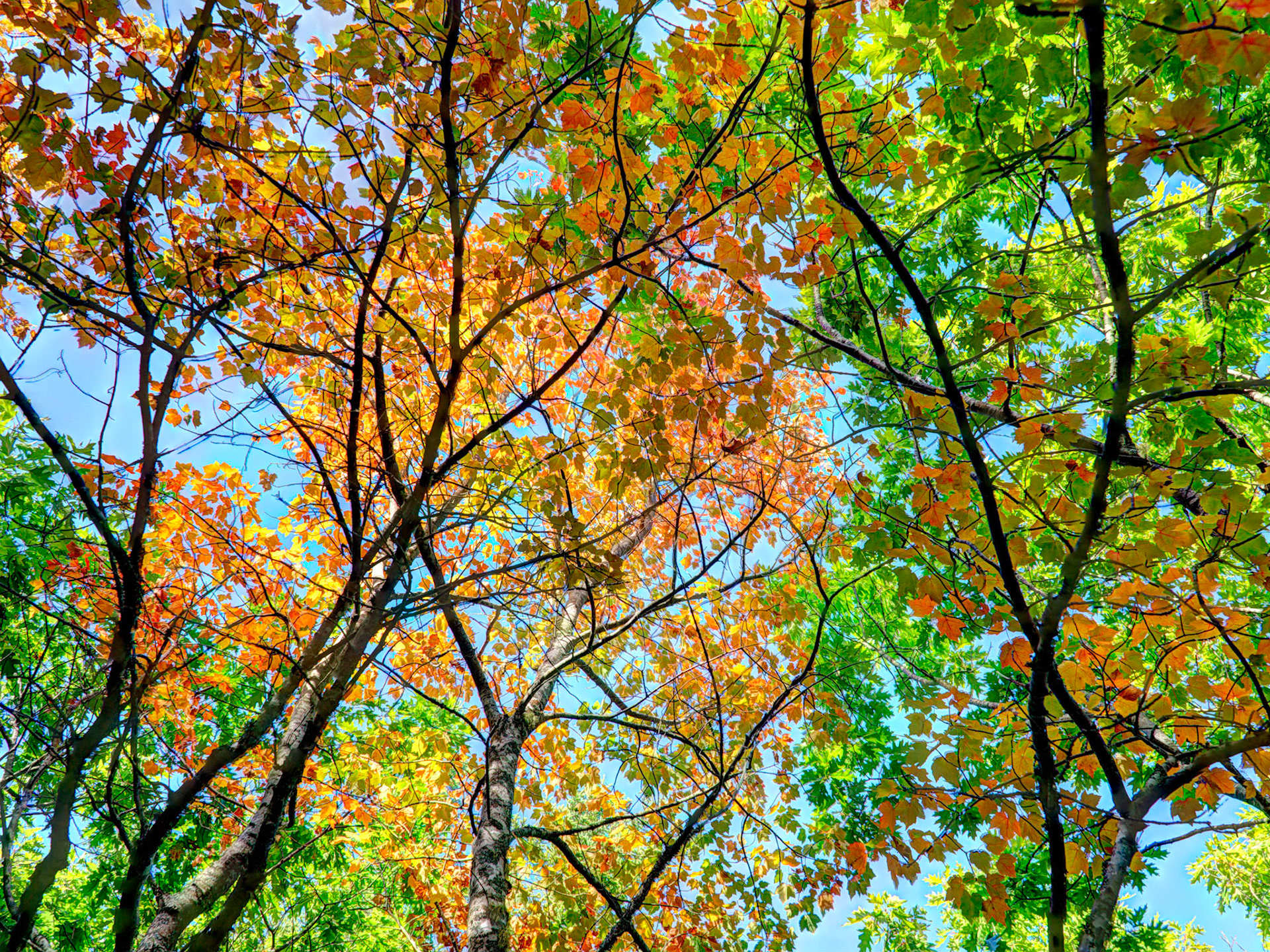 Colors are starting to change in Acadia NP