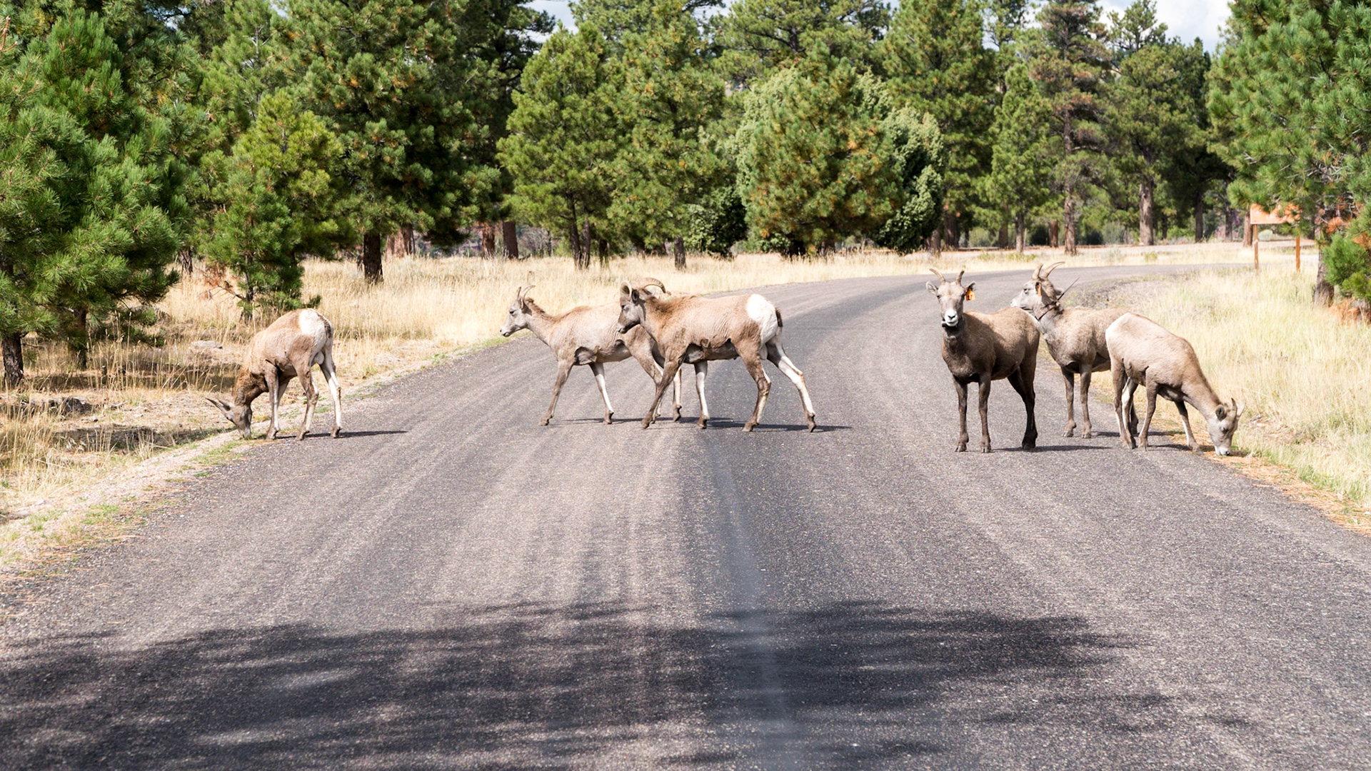Bighorn Sheep on the road