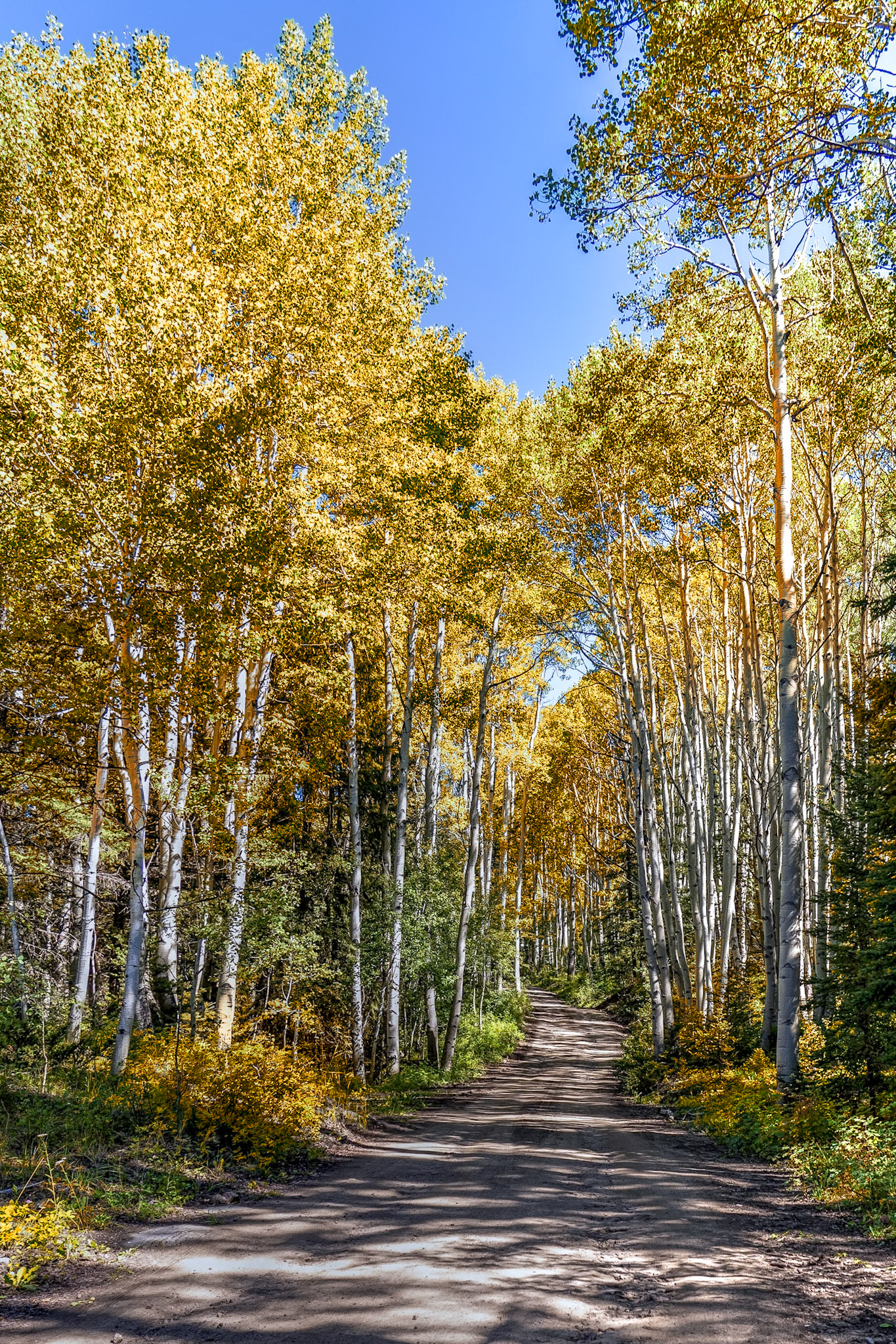 Mill Creek Aspens
