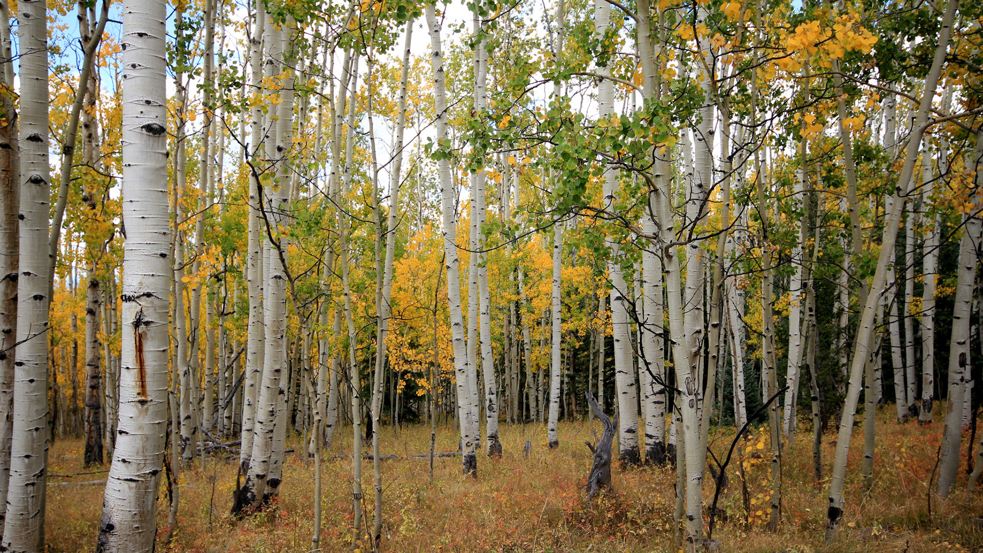 Aspen forest near Salida Colorado