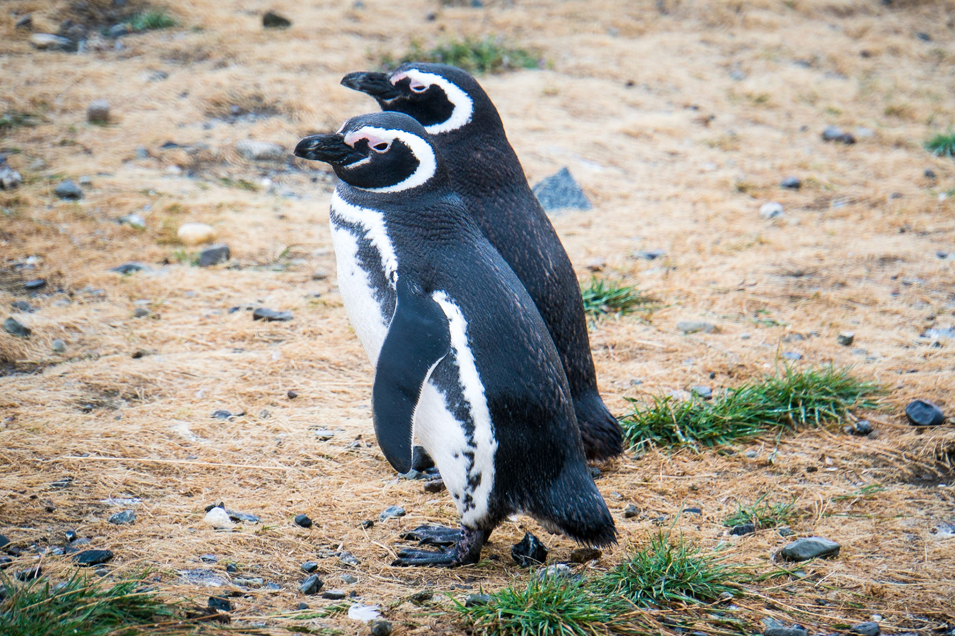 Magellanic penguins