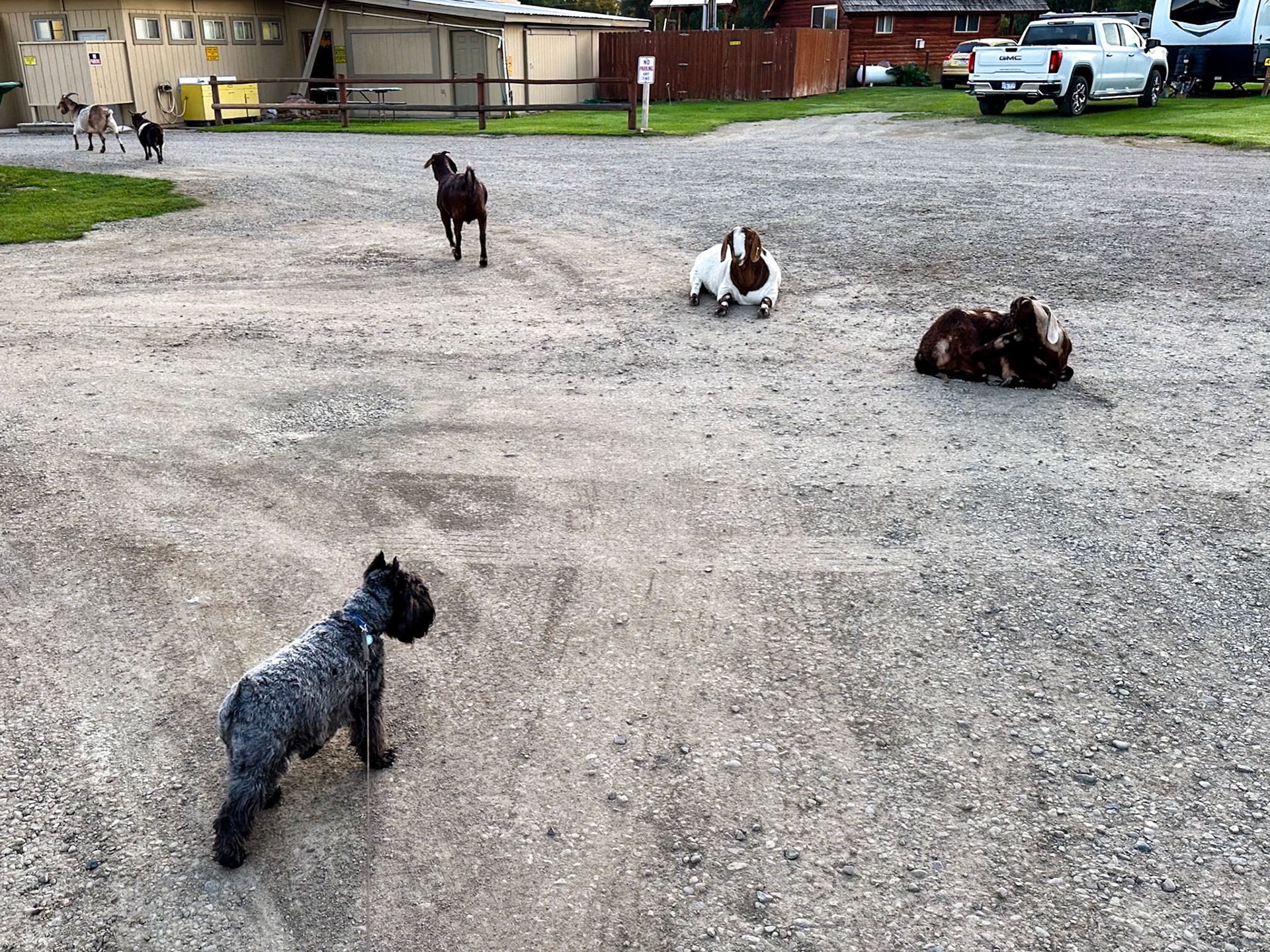 Tripp and the campground goats