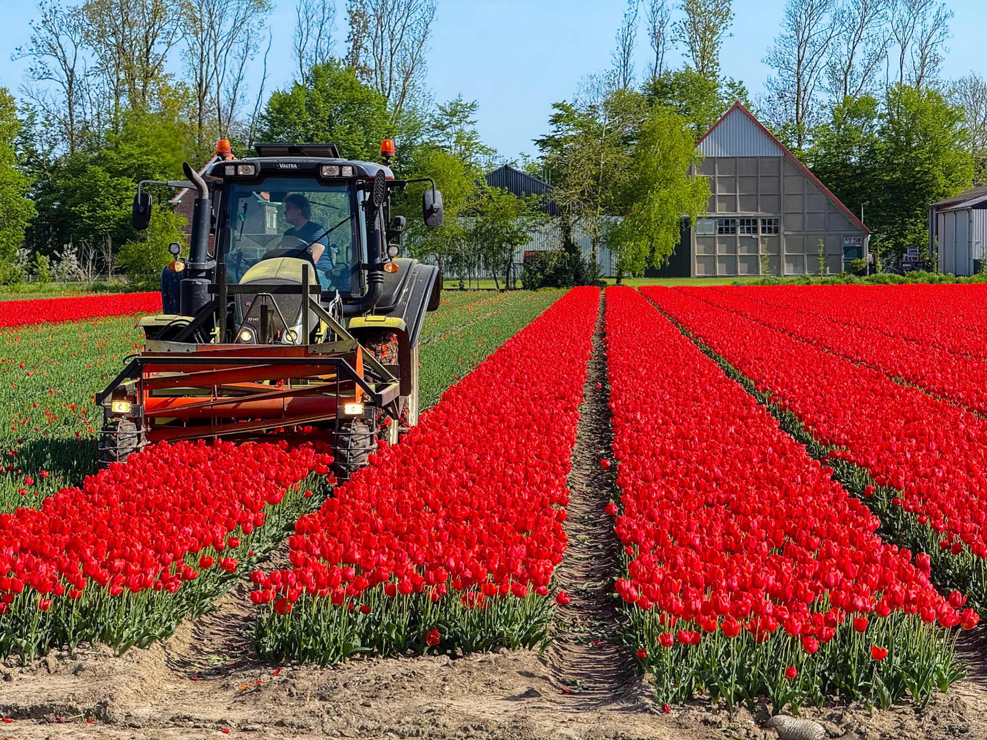 Tulip tour with Gerrit,  our tour guide