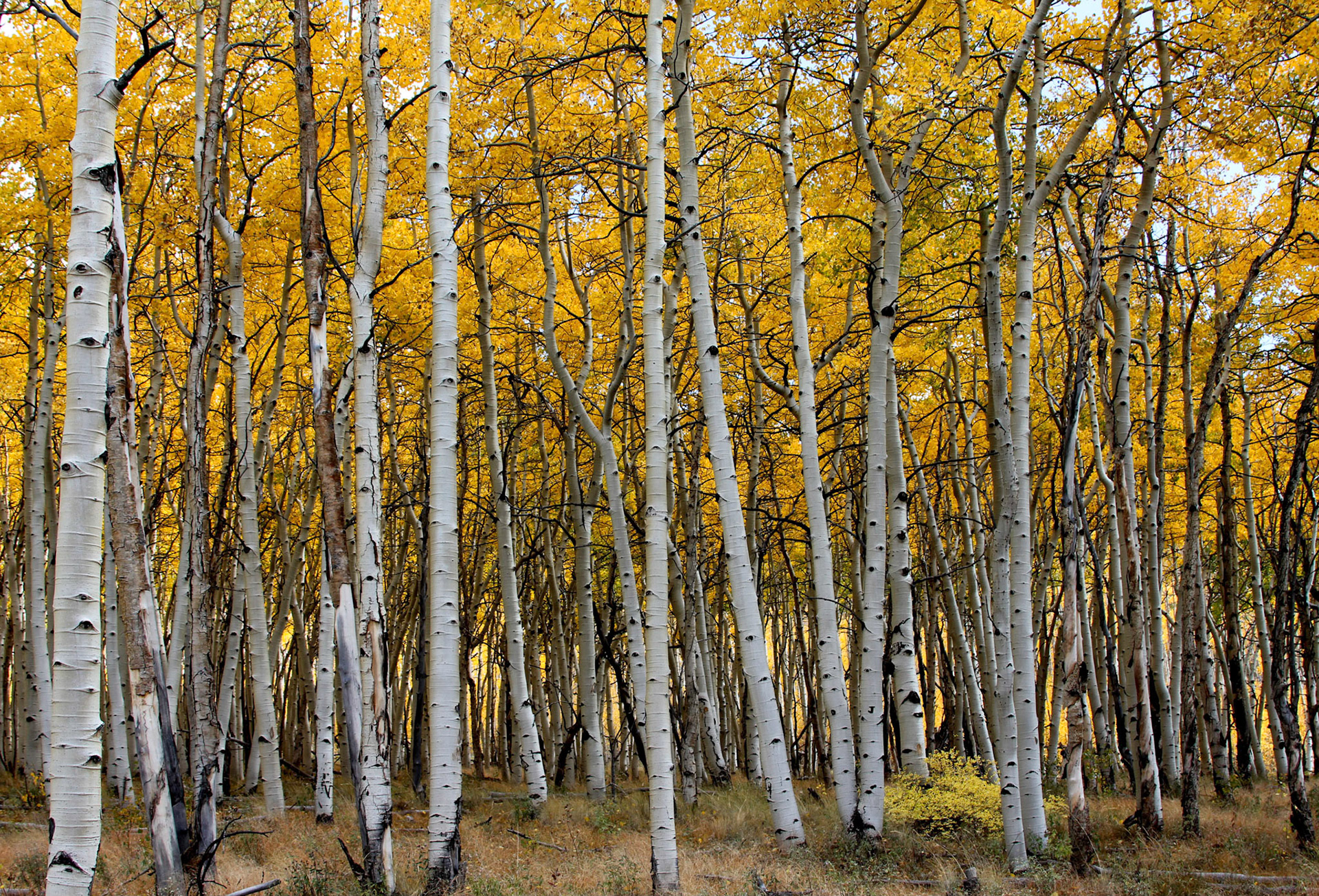 Aspen forest near Salida Colorado