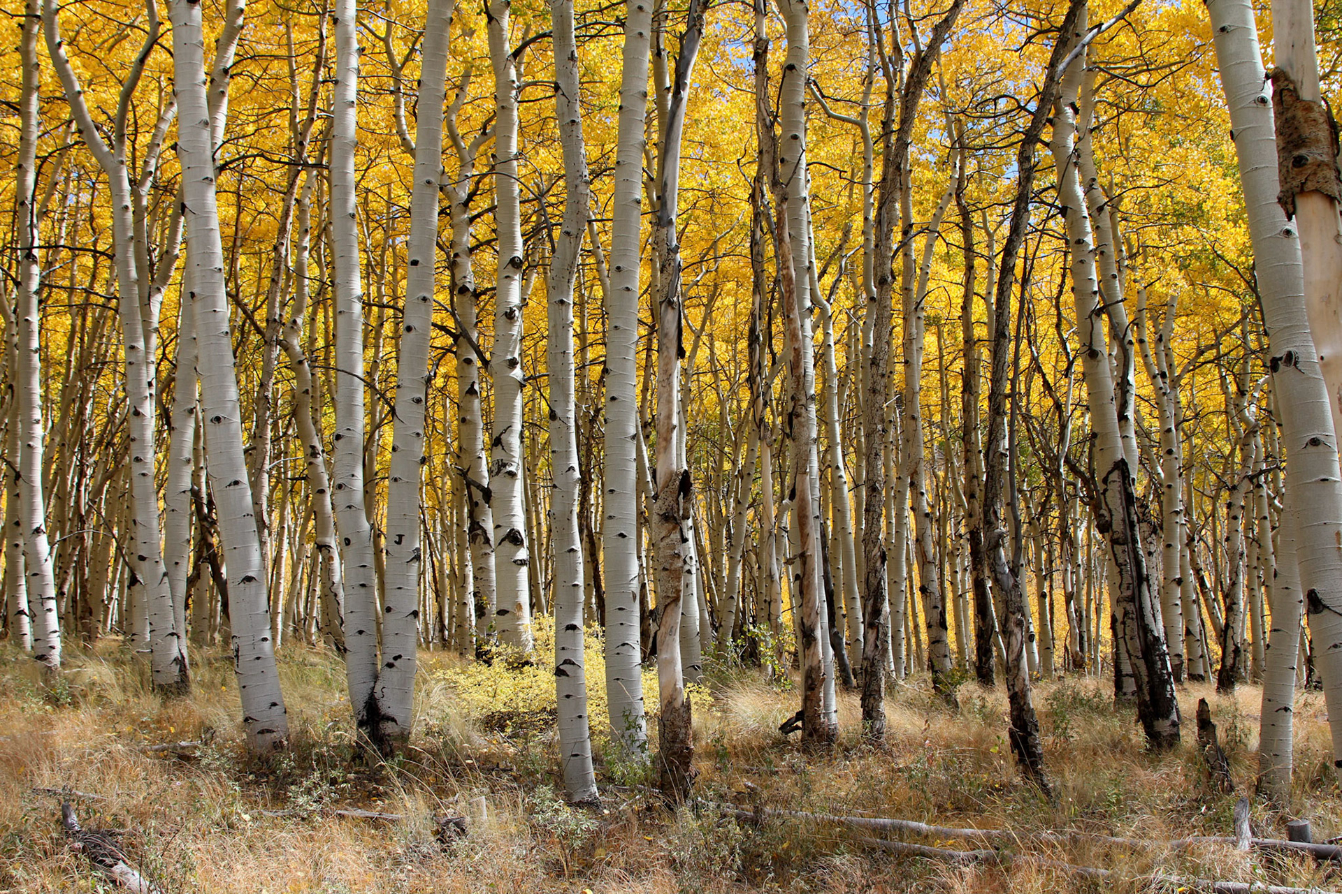 Aspen forest near Salida Colorado