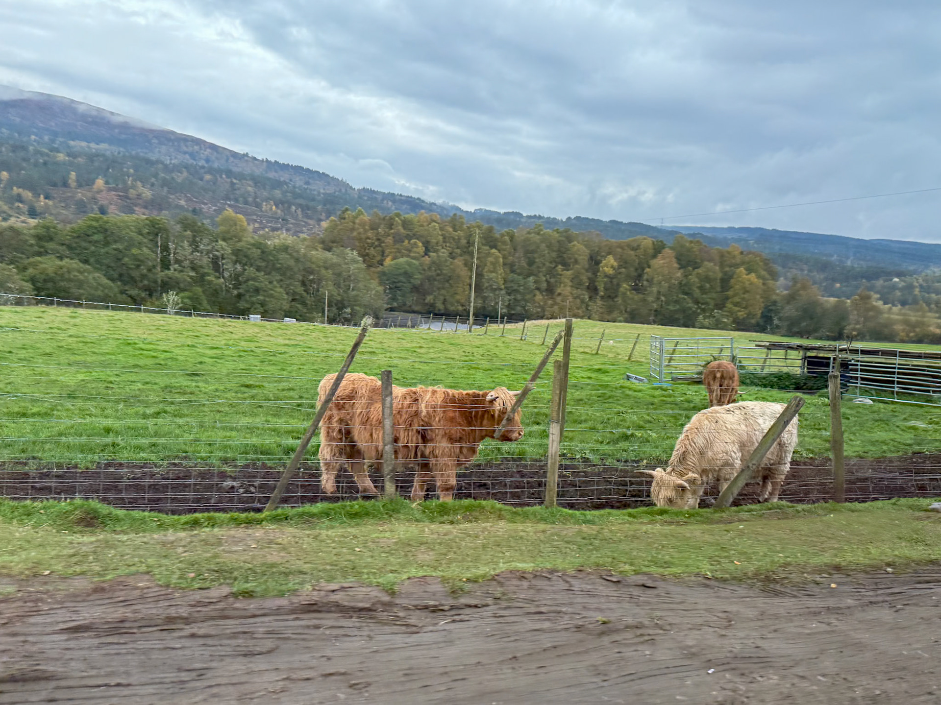 Highland cows in the Scottish Highlands