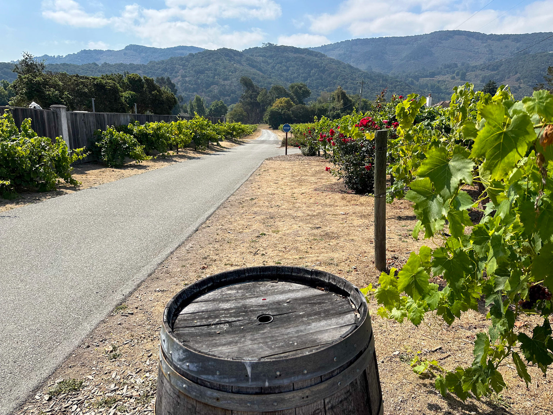 Folktale Winery vineyards in Carmel
