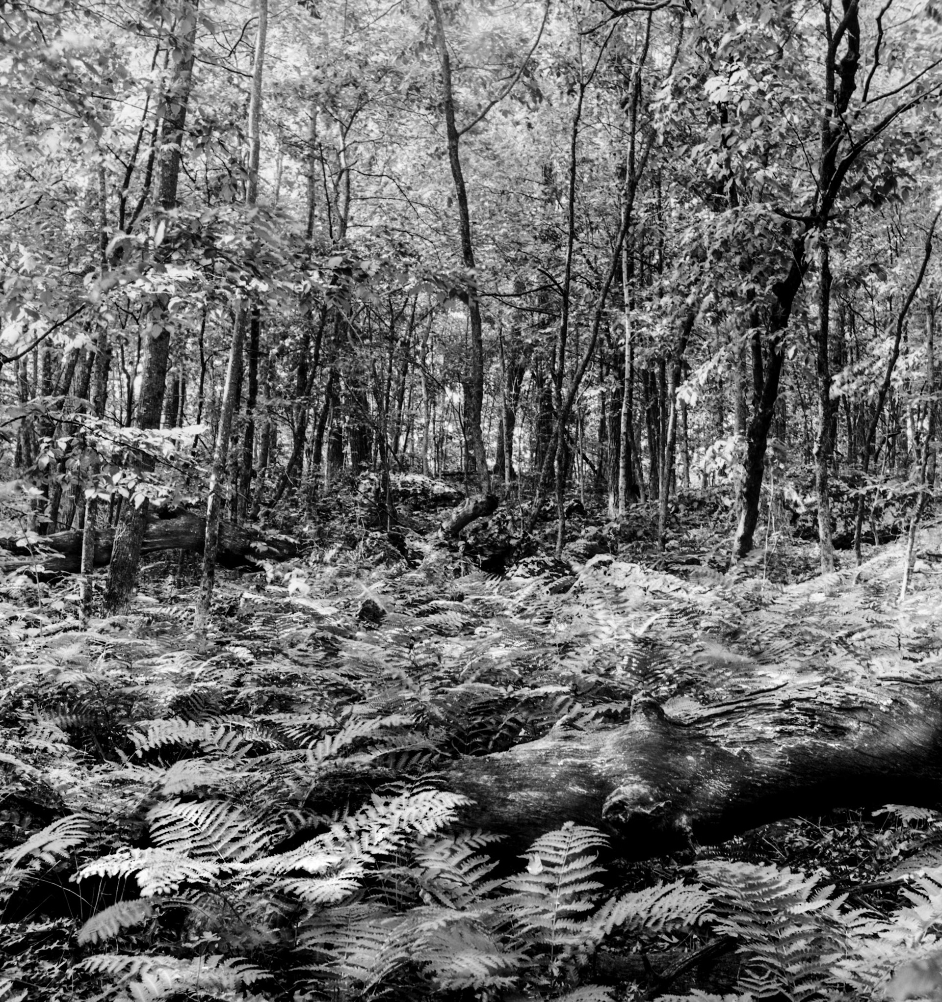shot with twin reflex on Ilfored FP4 scand 2450 silverfast noce reduc aug 2003