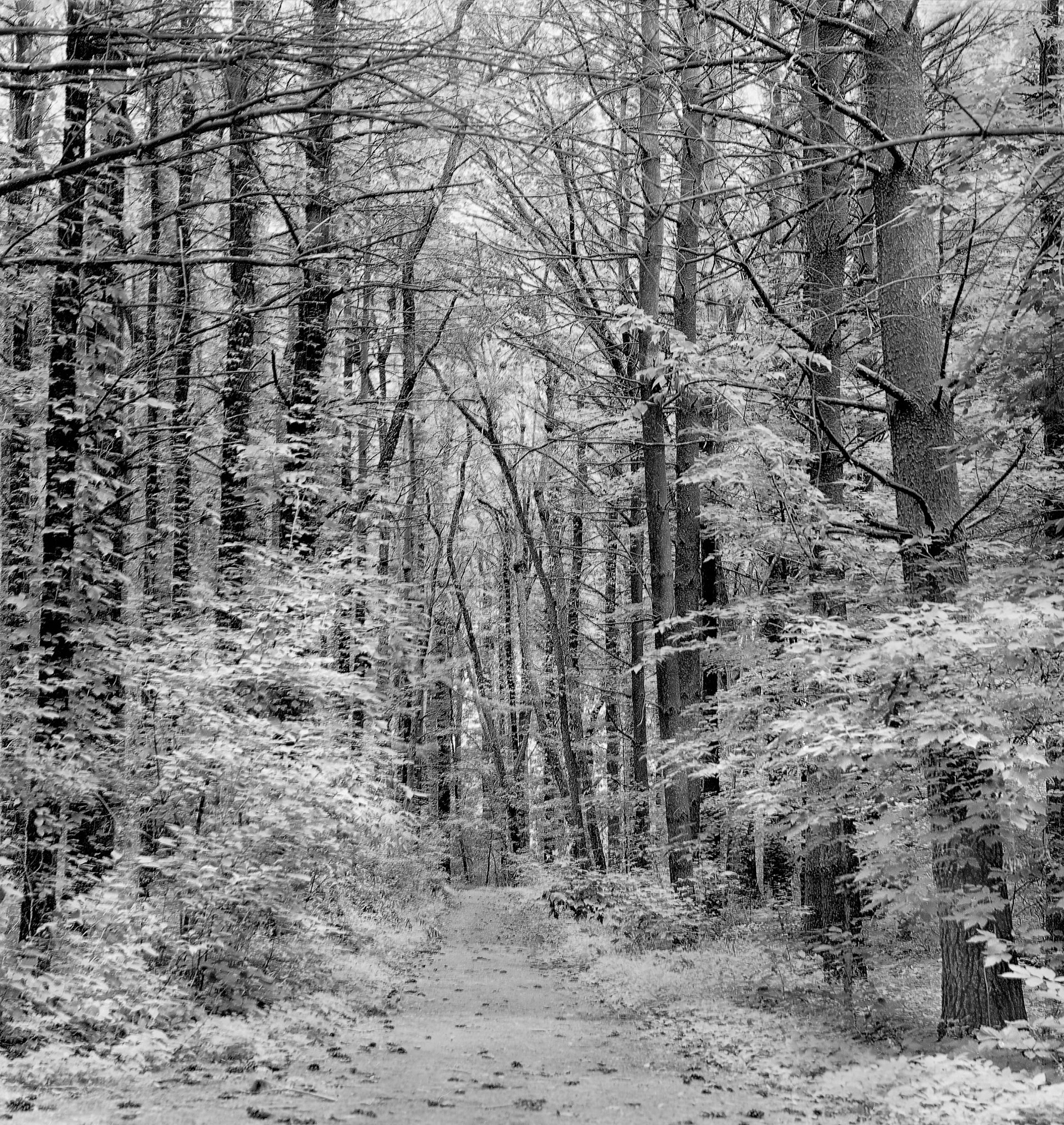 Shot on 4X5 Dellta with green filter, Scaned with silver fast noice reducshon  Aug2003