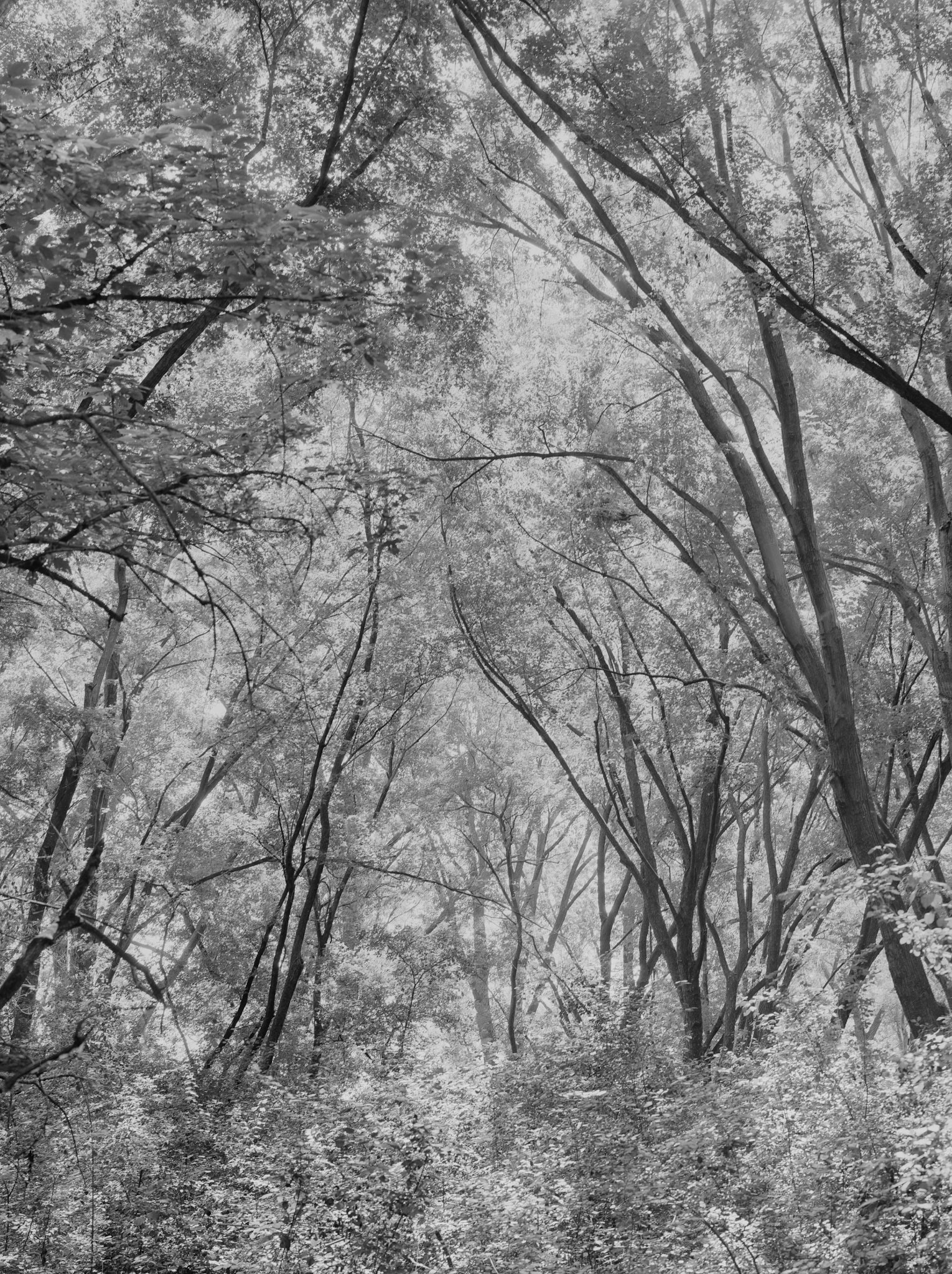 Shot on 4X5 Dellta with green filter scand with 2450 silverfast noice reducshon shott Aug 2003