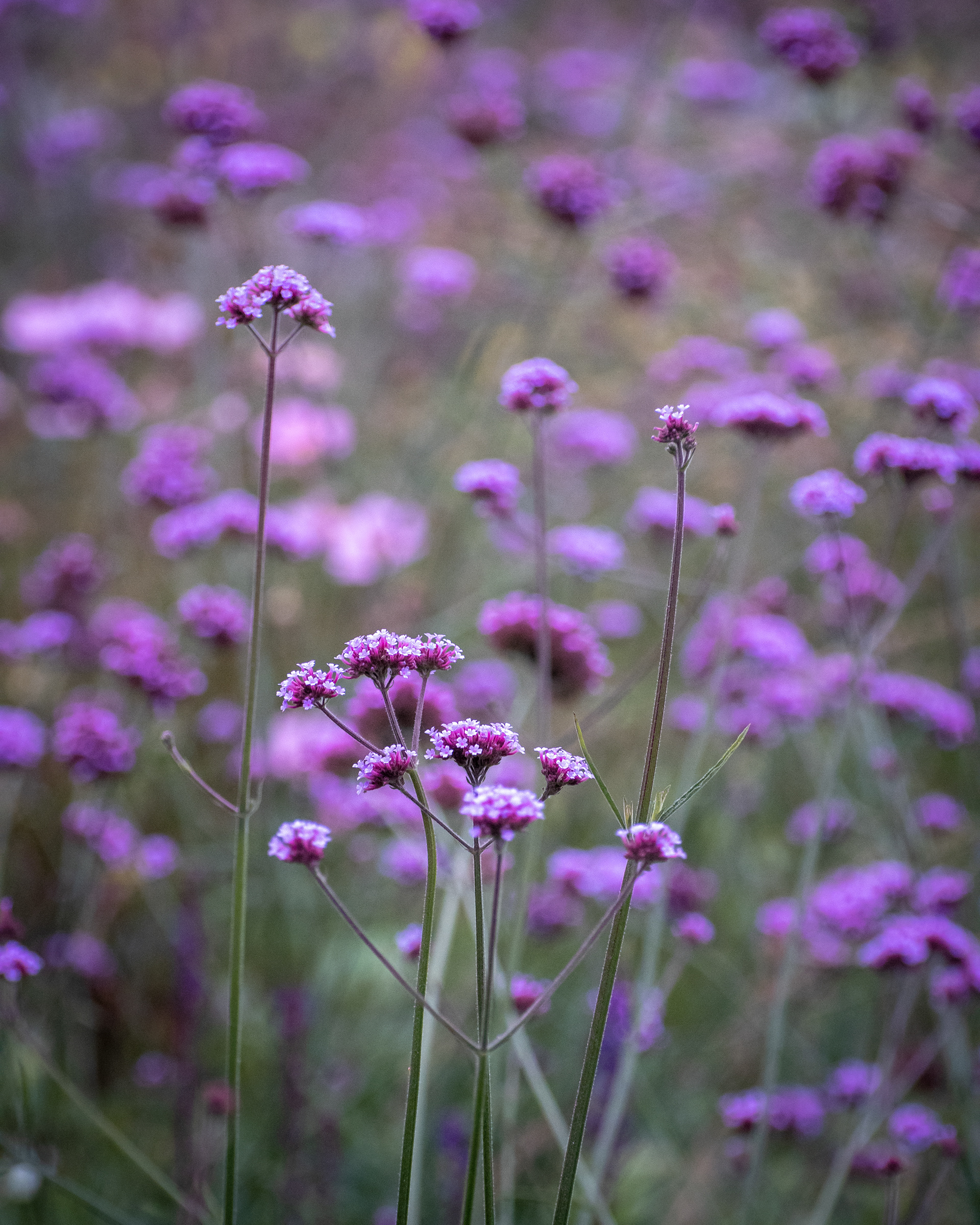 Day 8 - Purple flowers