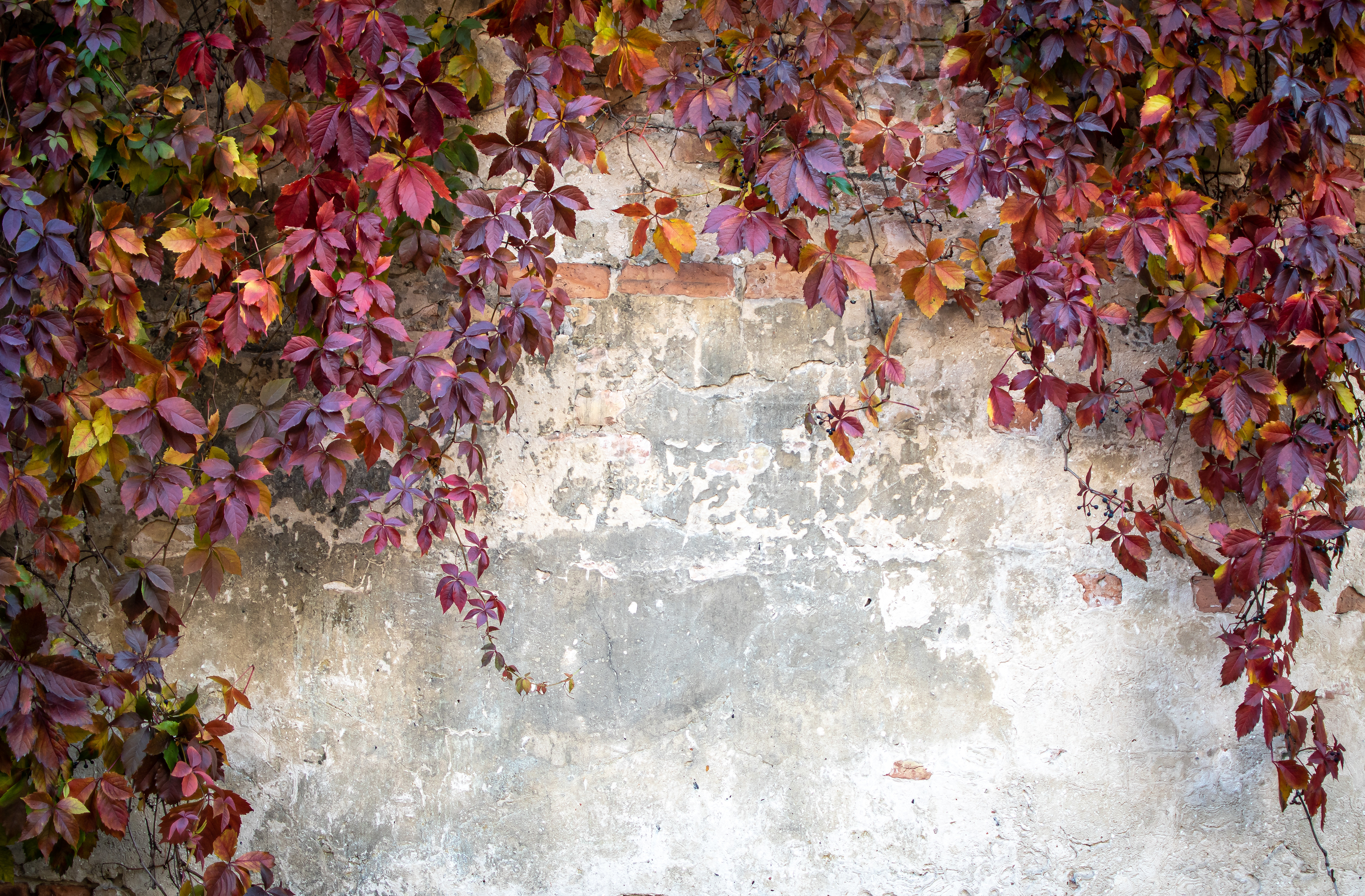 Day 2 - Autumn wall