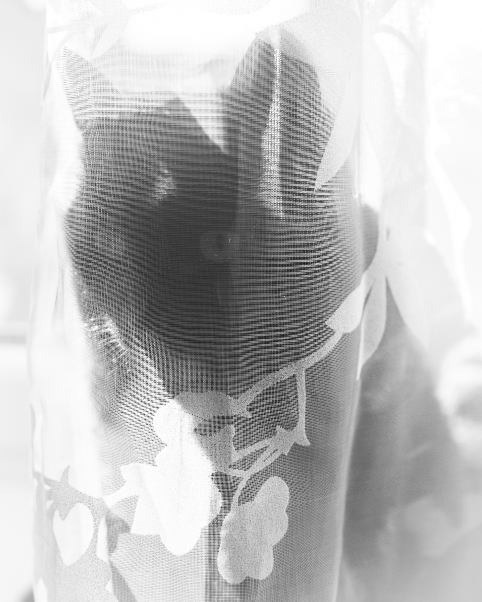Day 15 - Ghost cat