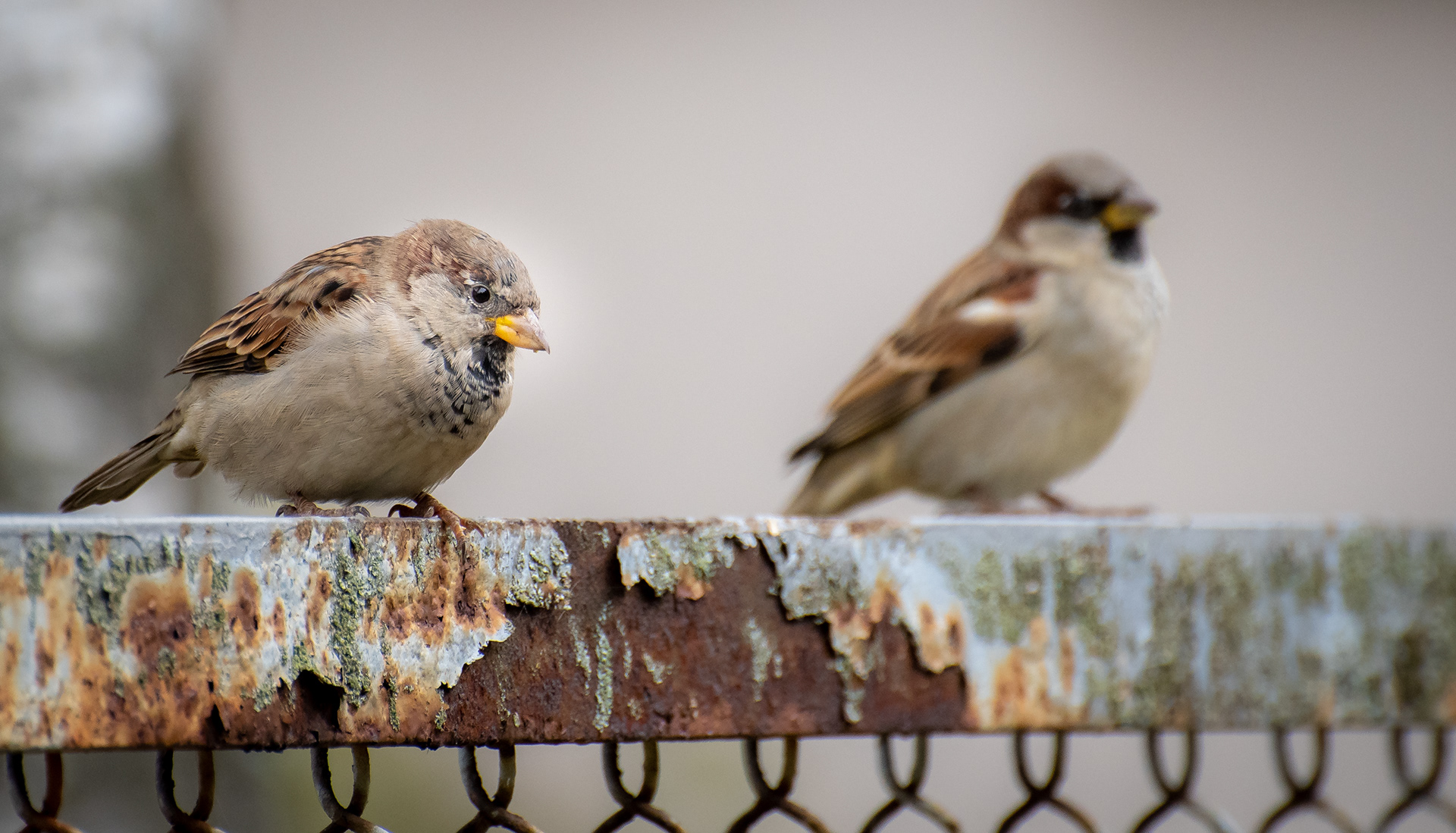 Day 5 - A couple of Sparrows
