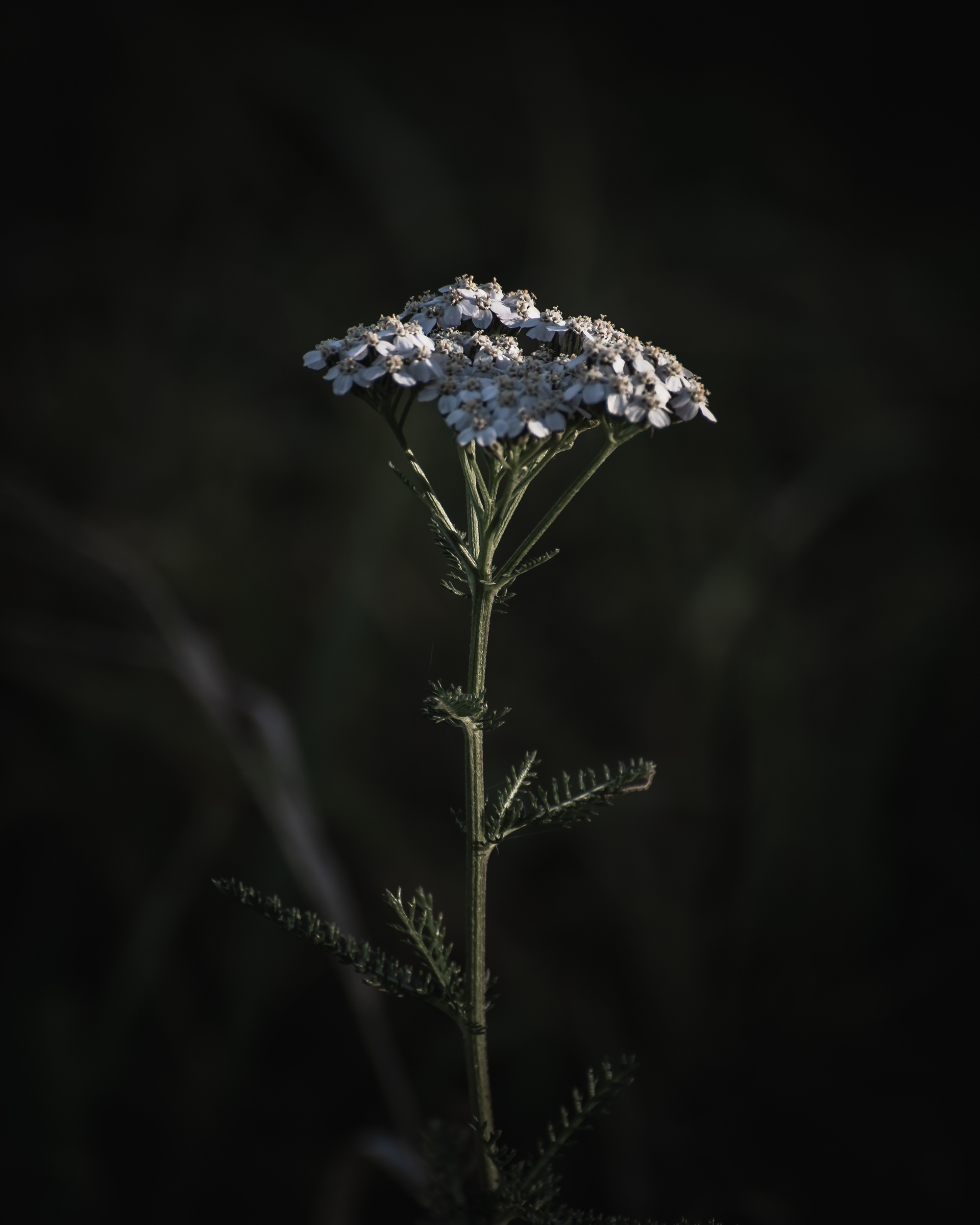 Day 13 - Pelašķis