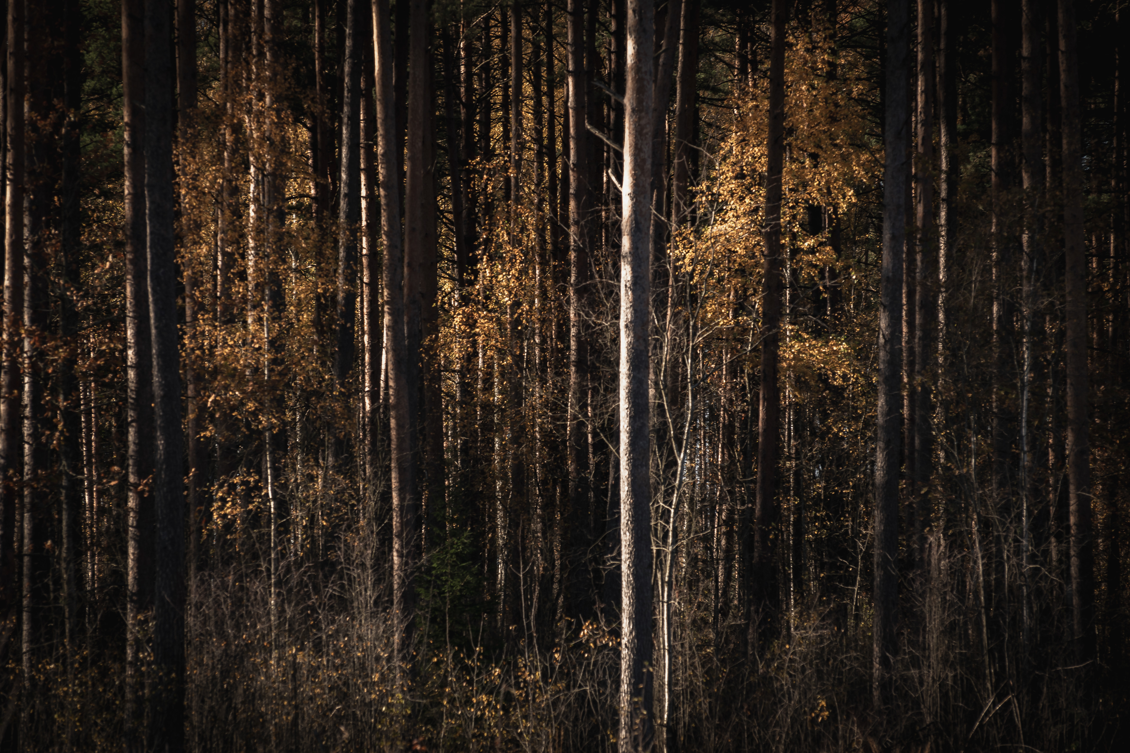 Day 12 - Forest