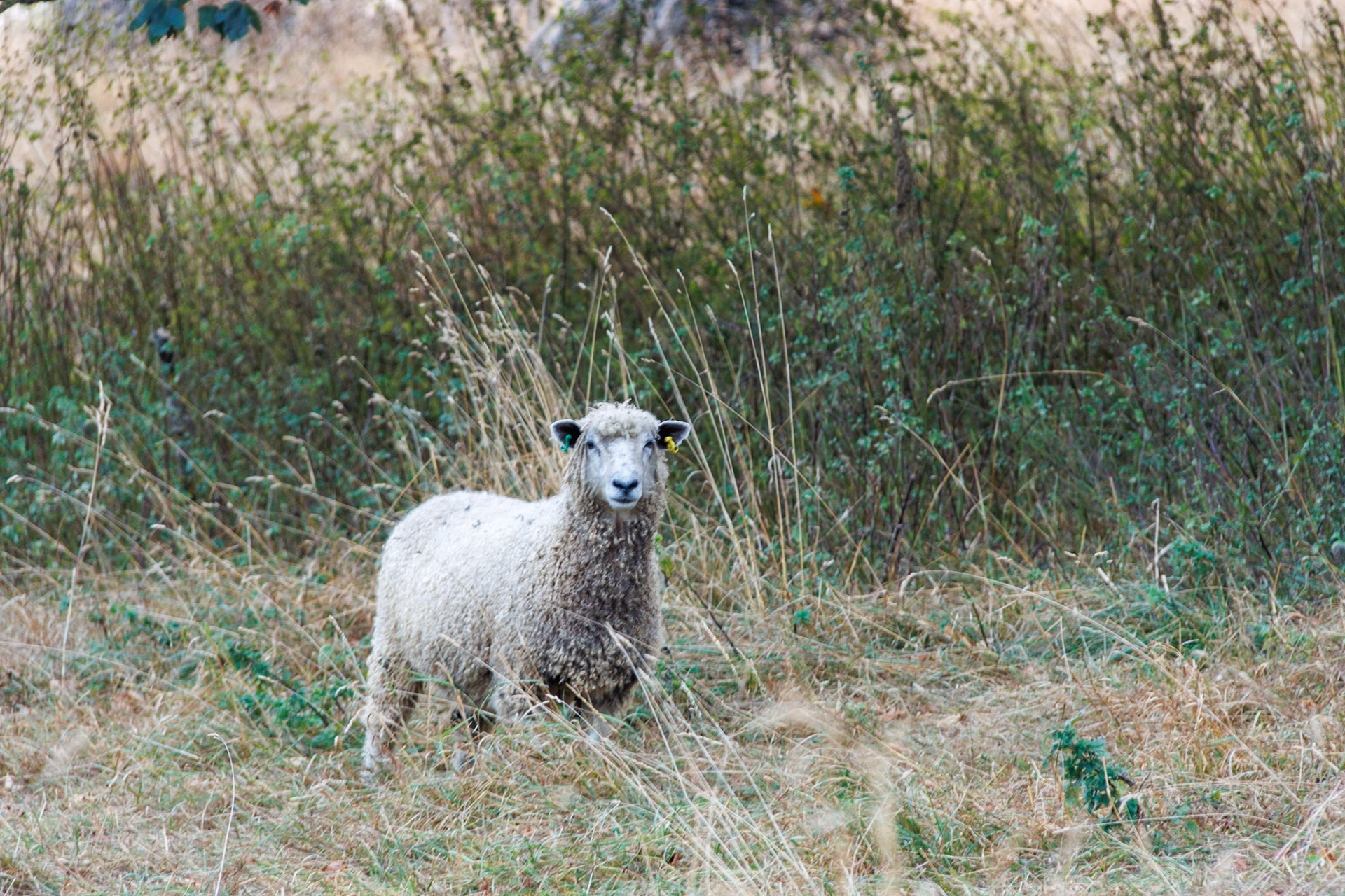 Baa