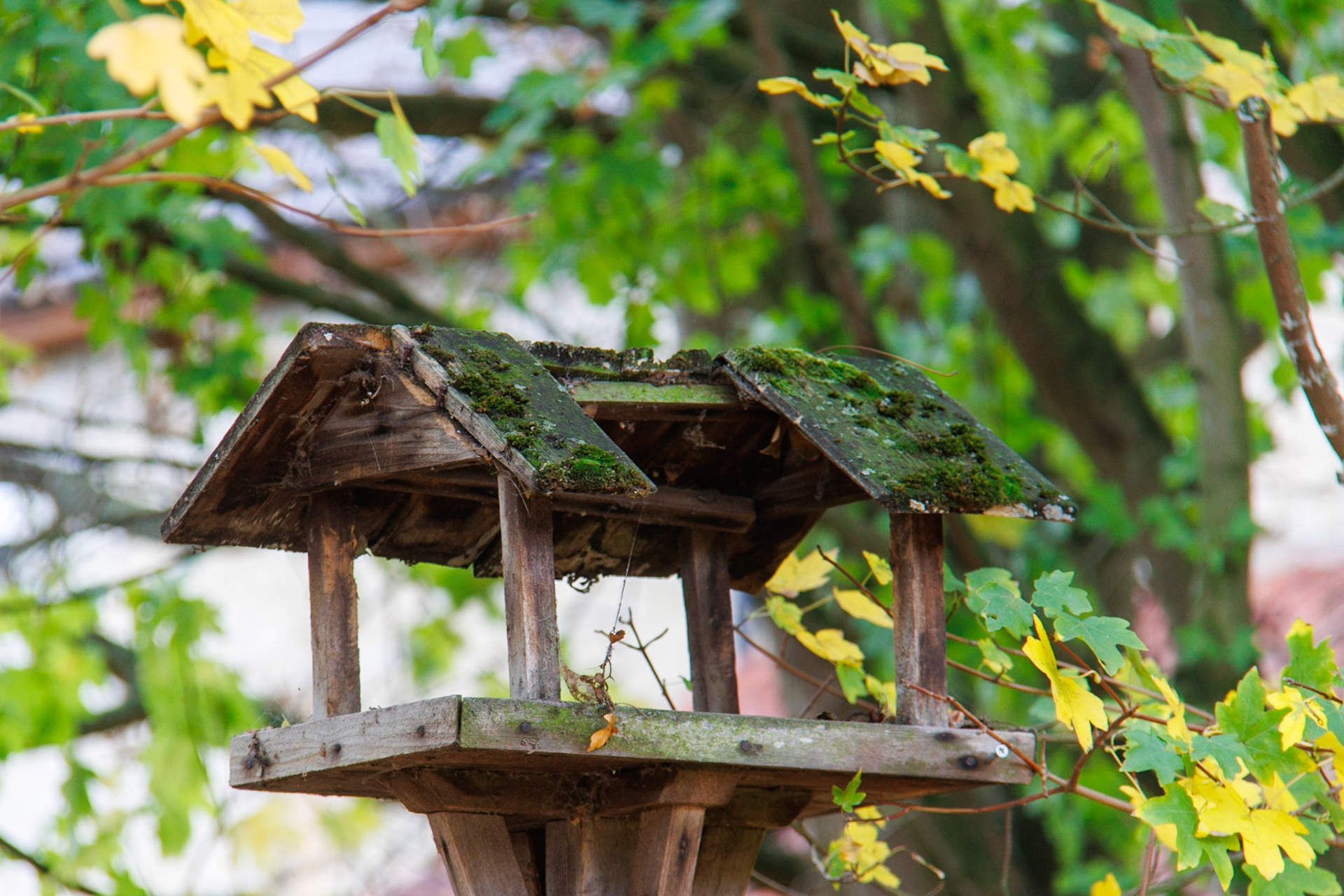 Bird Table