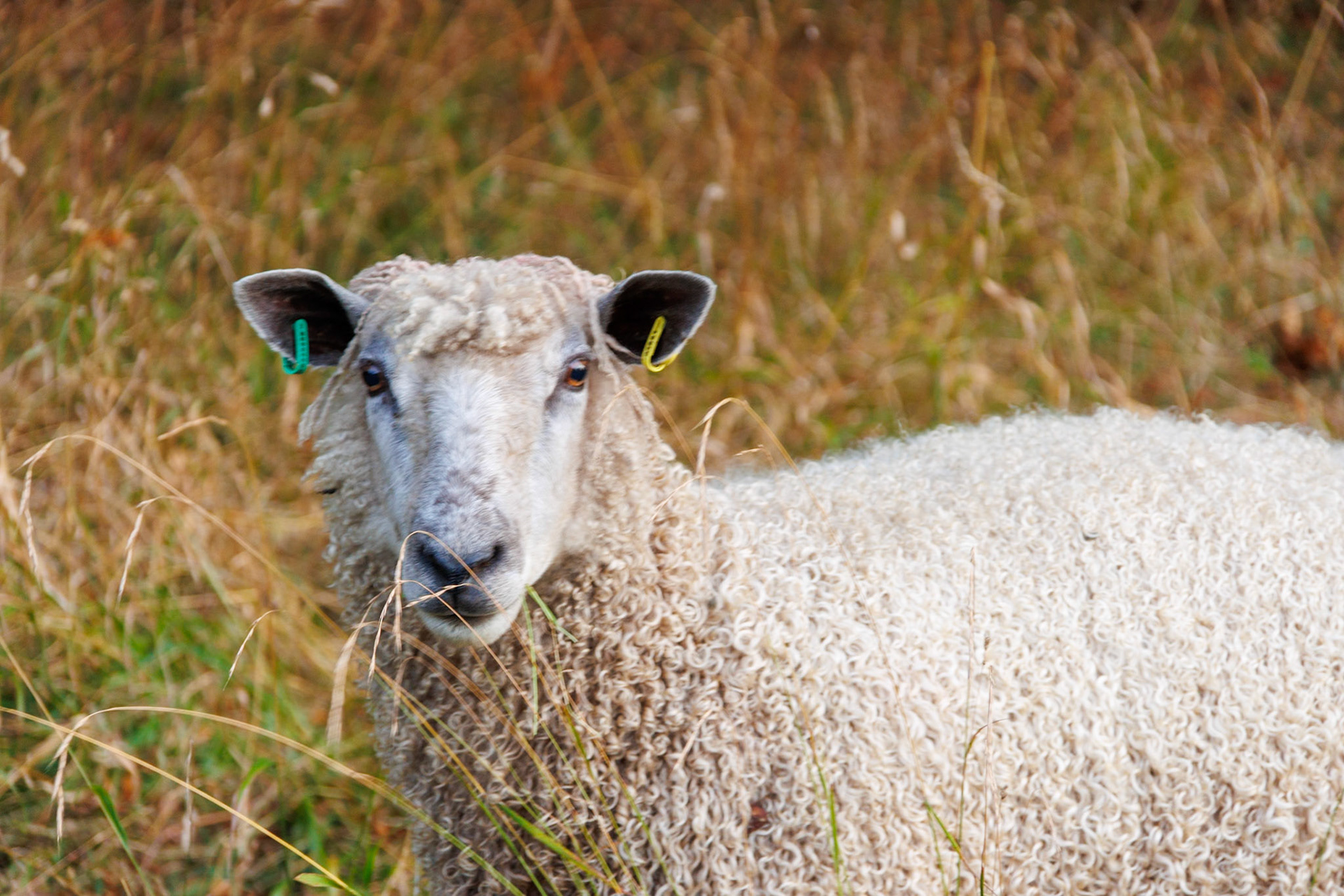 Baa