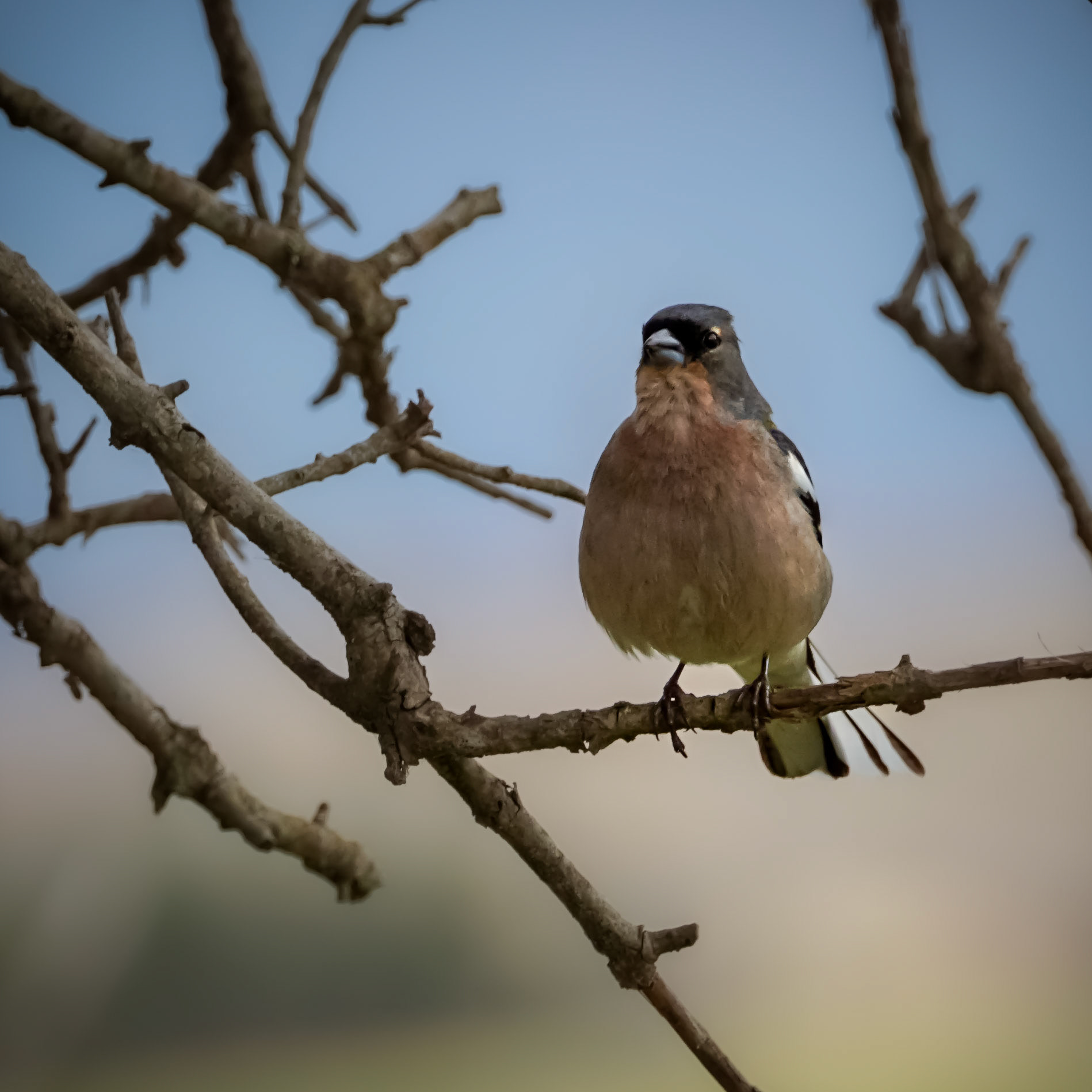Common Chaffinch 