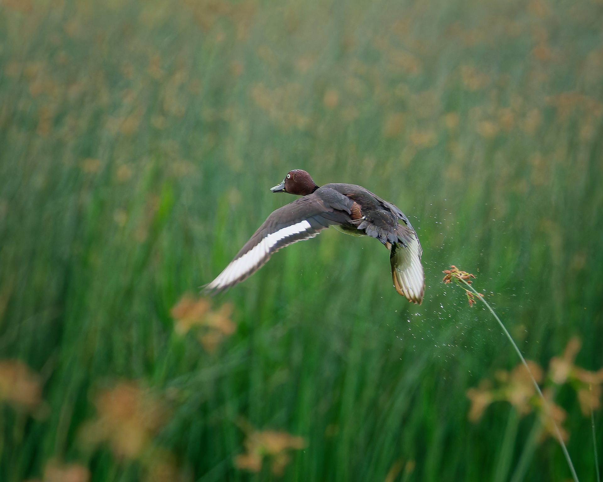 Ferruginous Duck