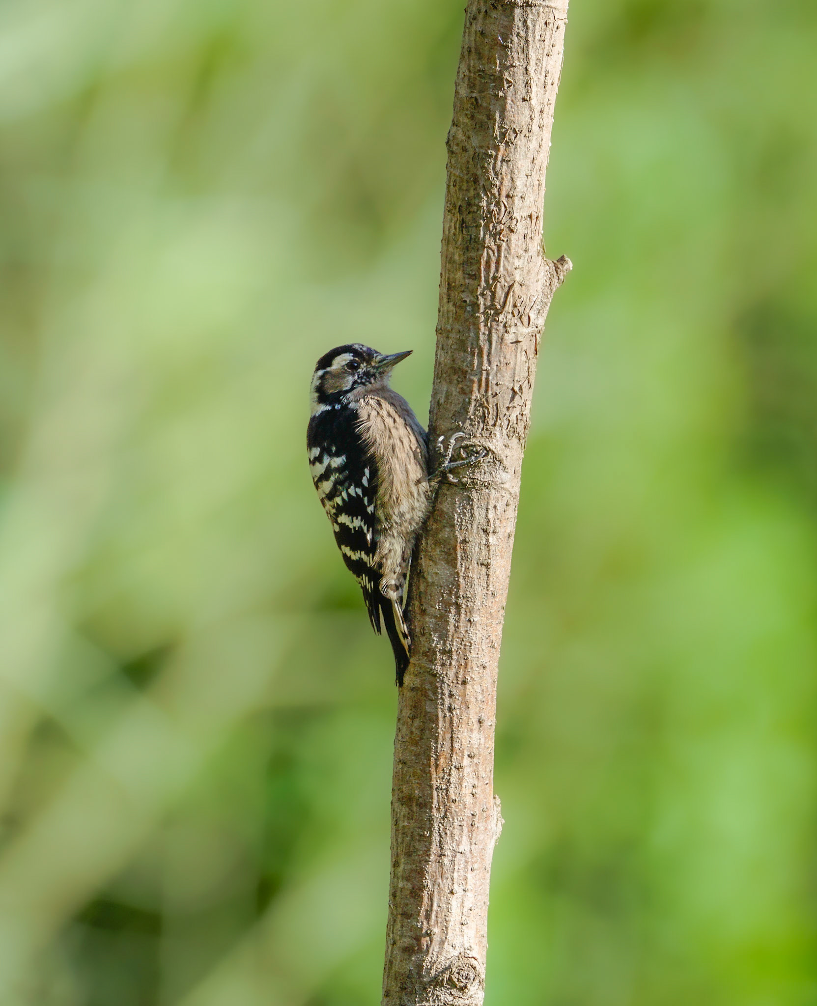 Lesser Spotted Woodpecker 
