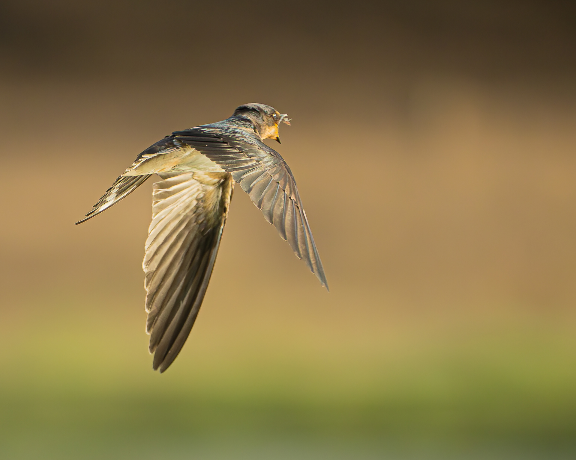 Barn Swallow