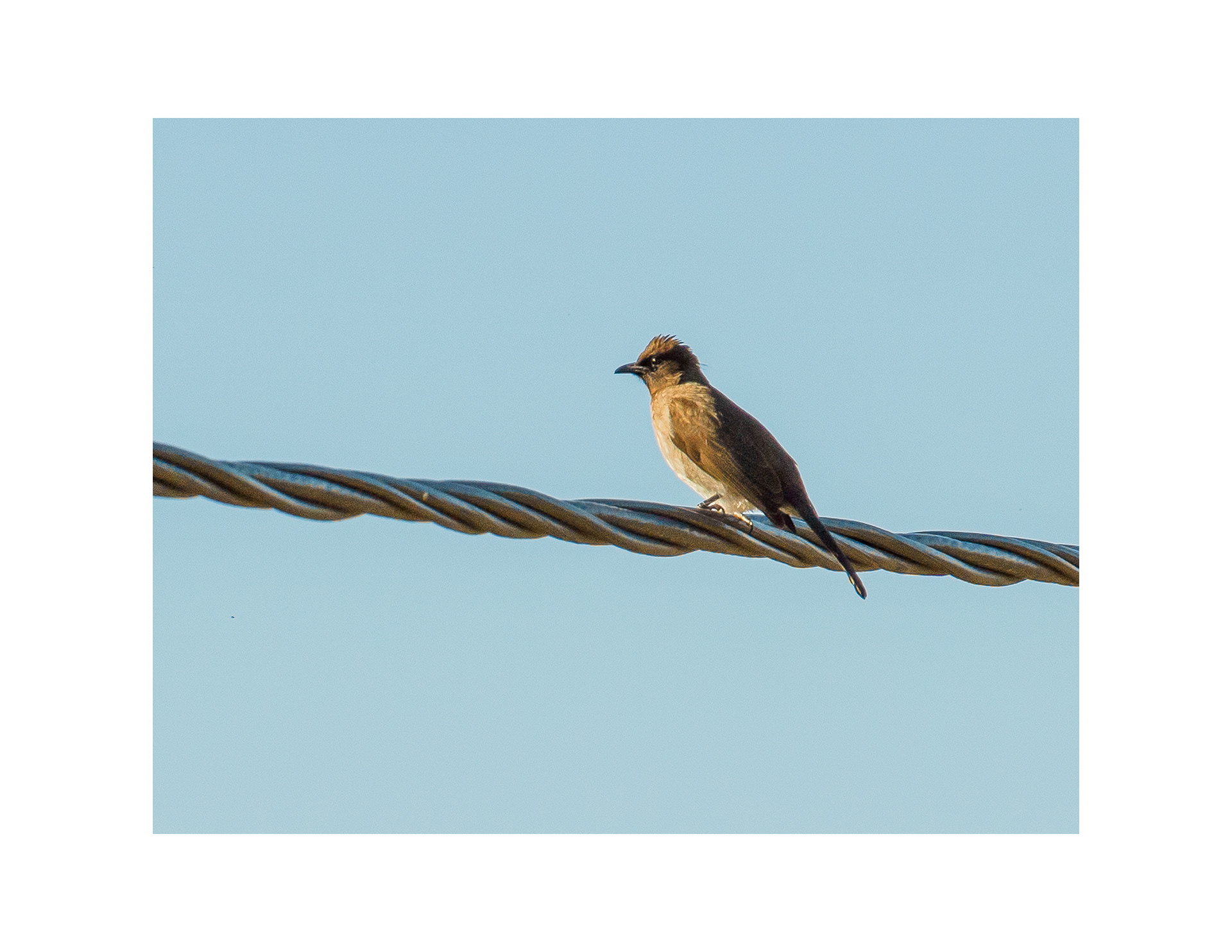 Common Bulbul (Pycnonotus barbatus)
