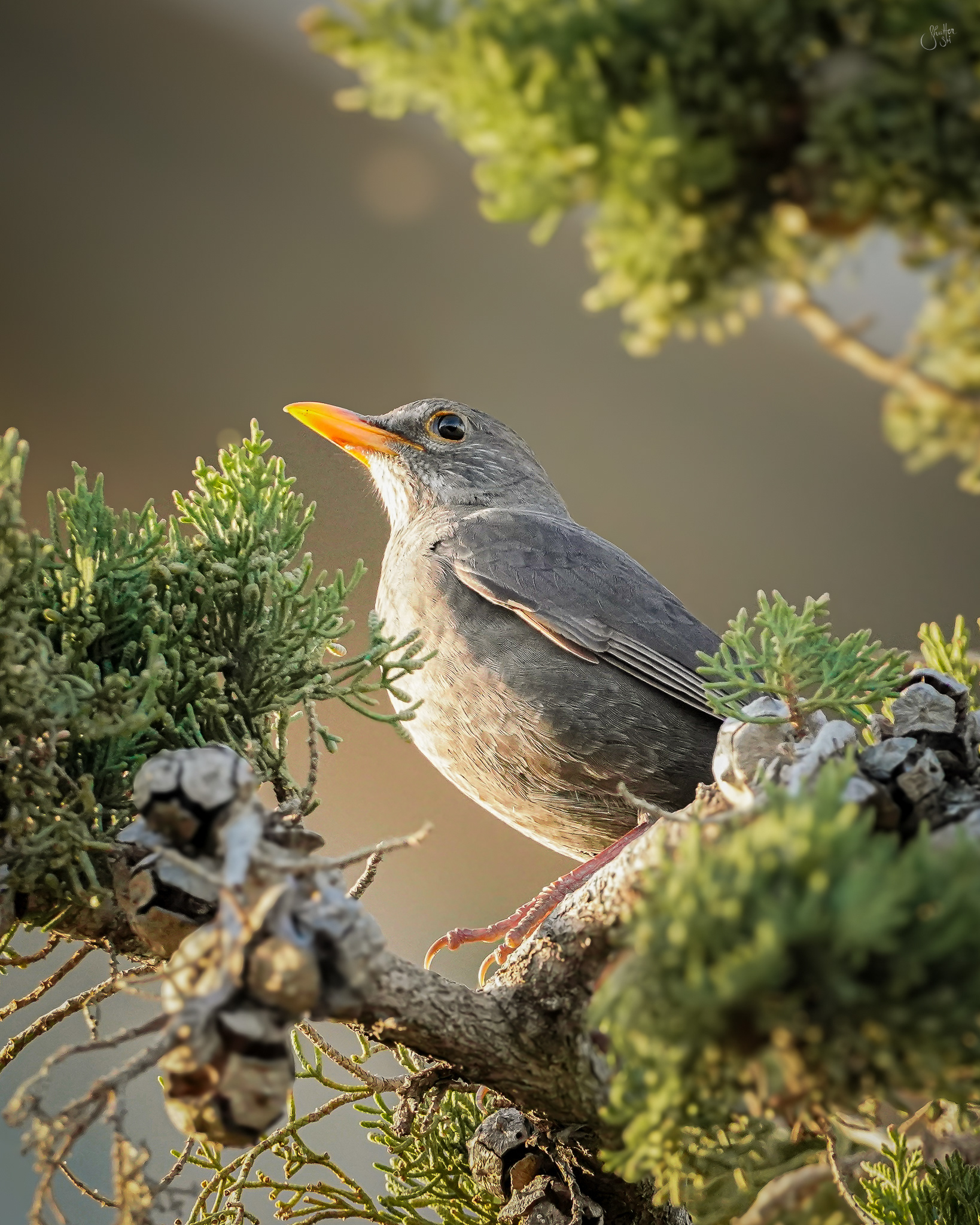 Female Common Blackbird