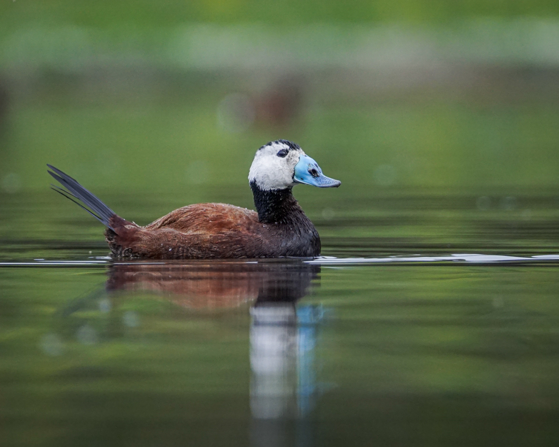 White Headed Duck (Oxyura leucocephala)