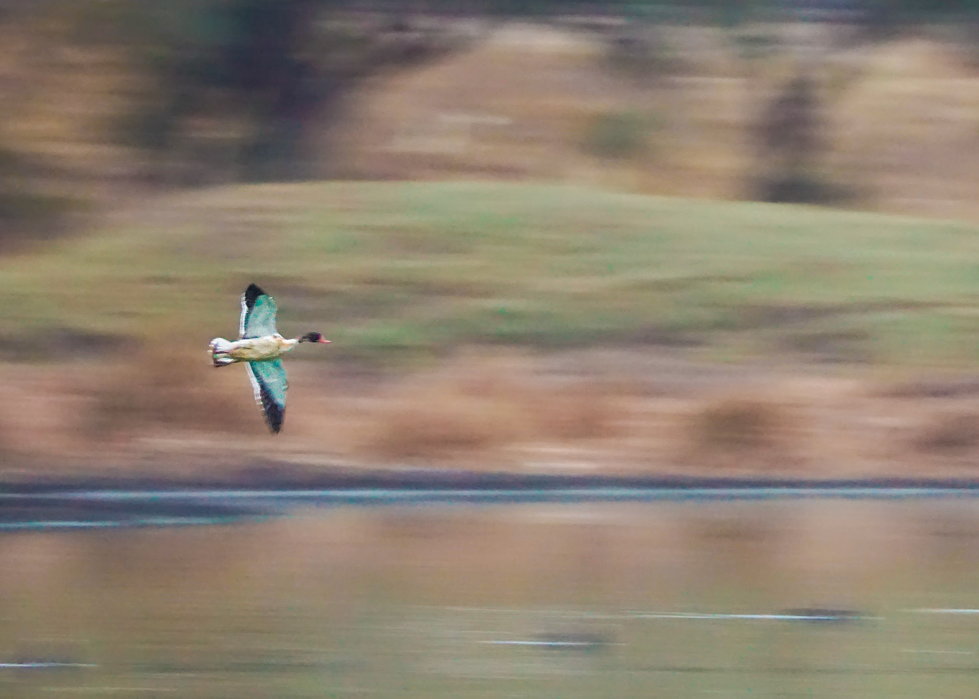 Common Shelduck