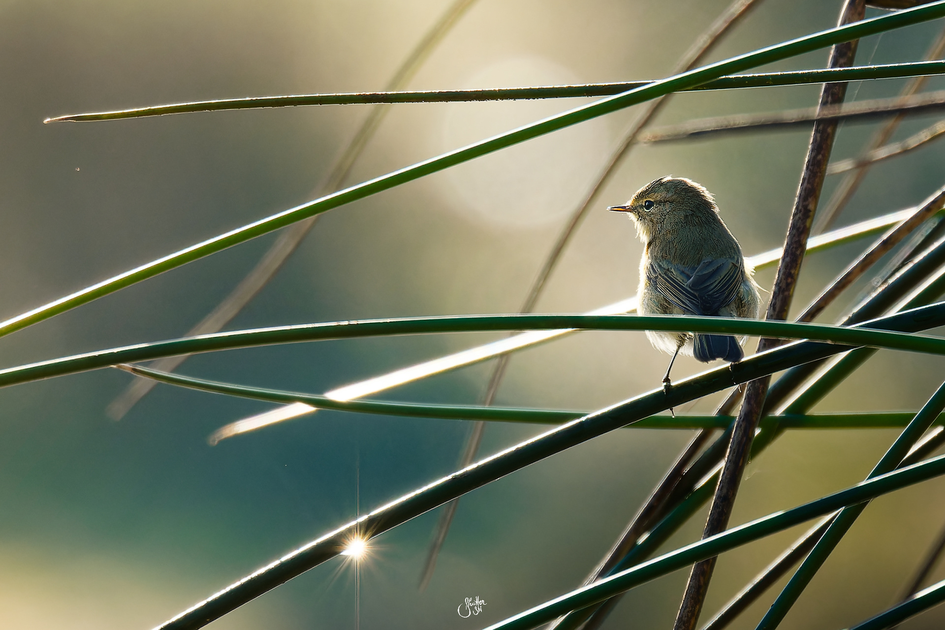 Common Chiffchaff