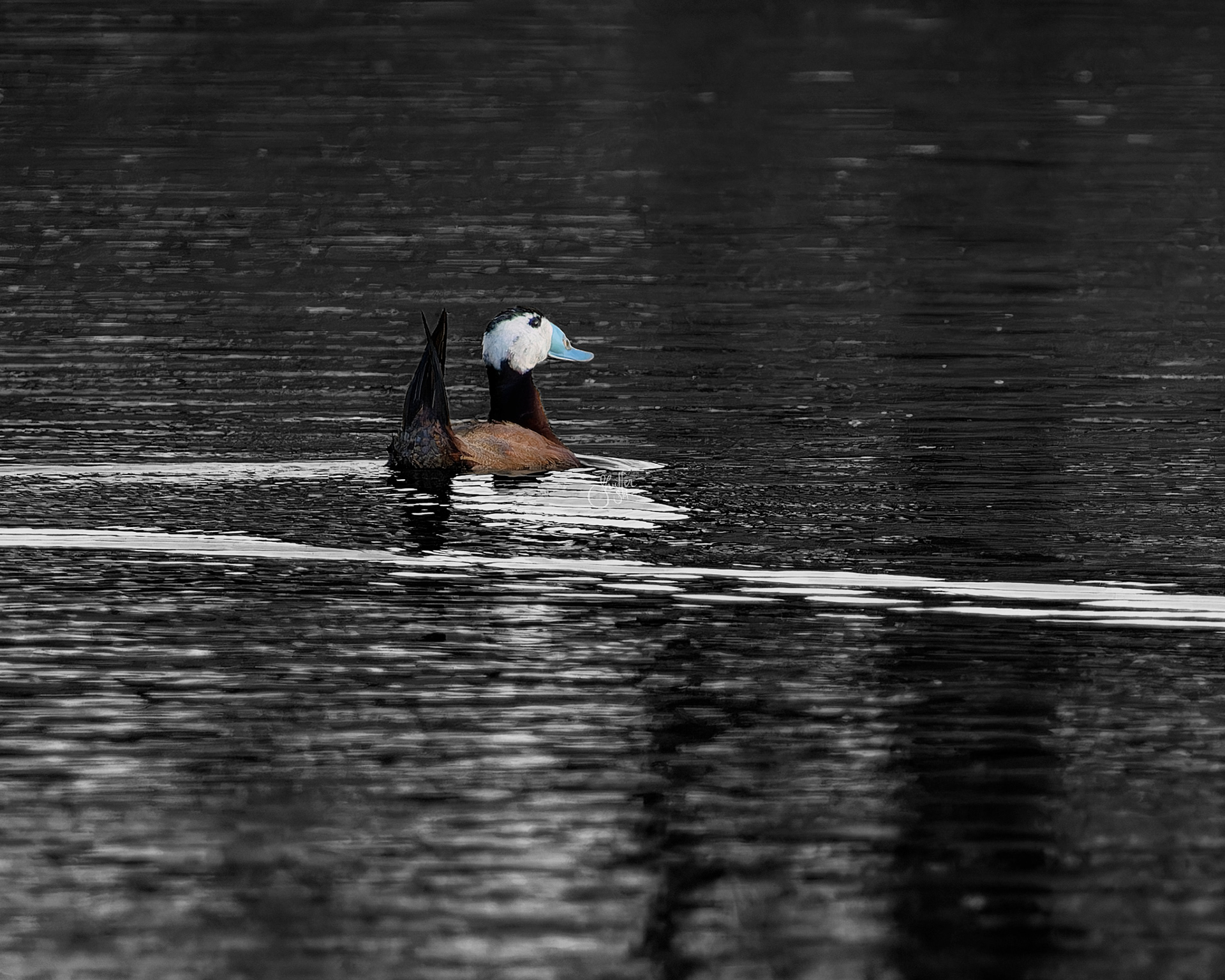 White-headed Duck