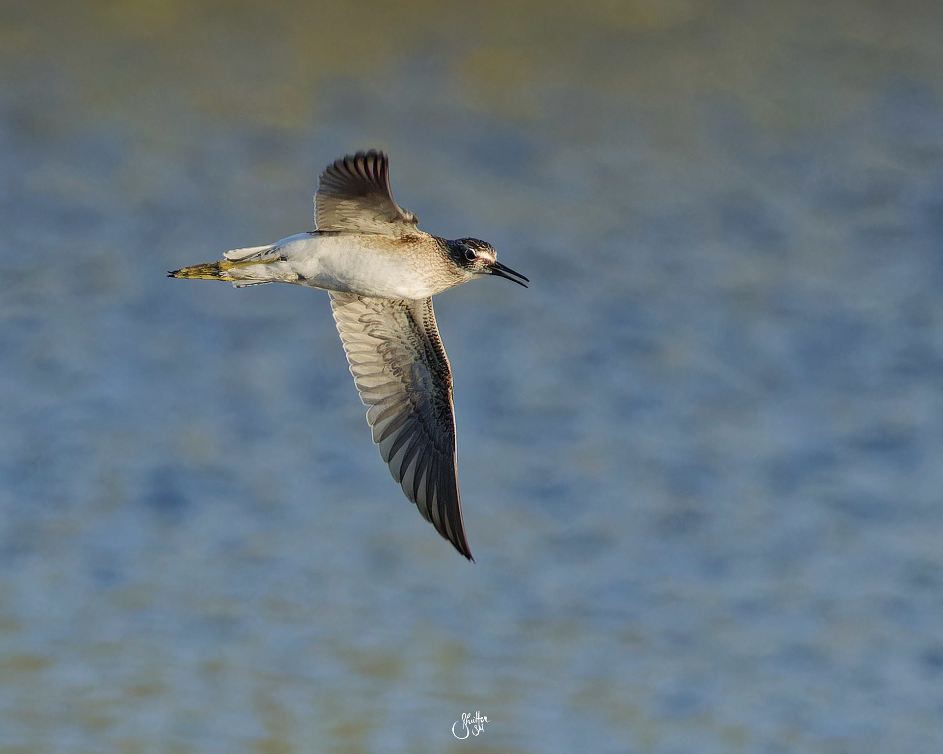 Common Greenshank