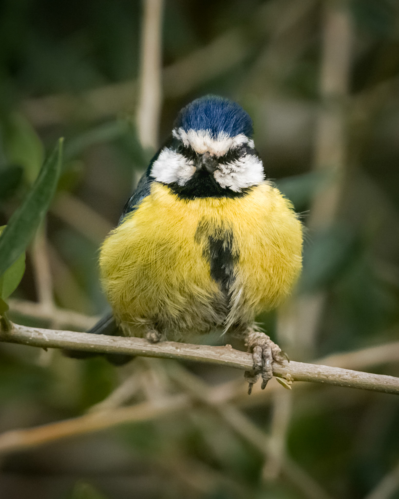 African Blue Tit