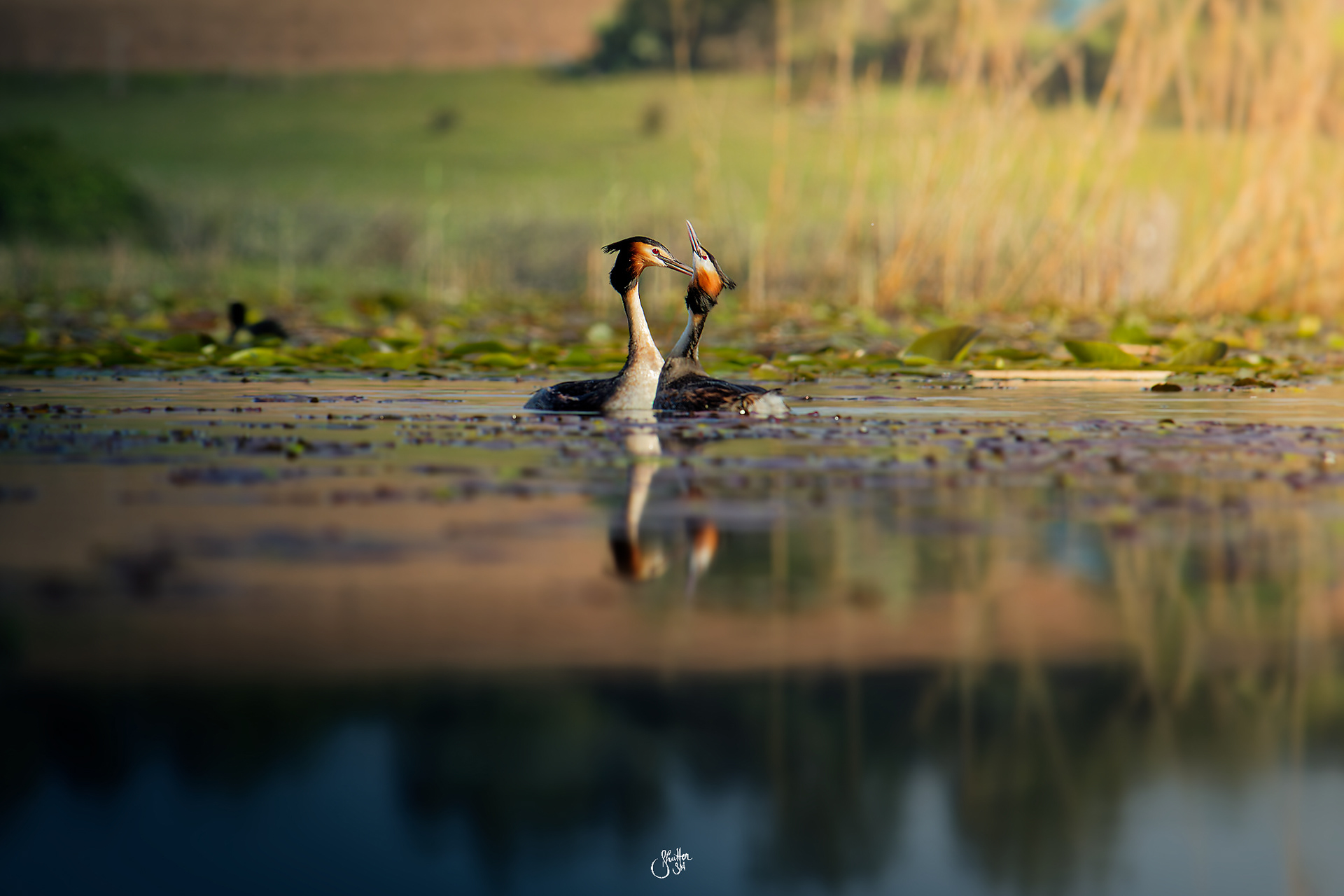 Great Crested Grebe