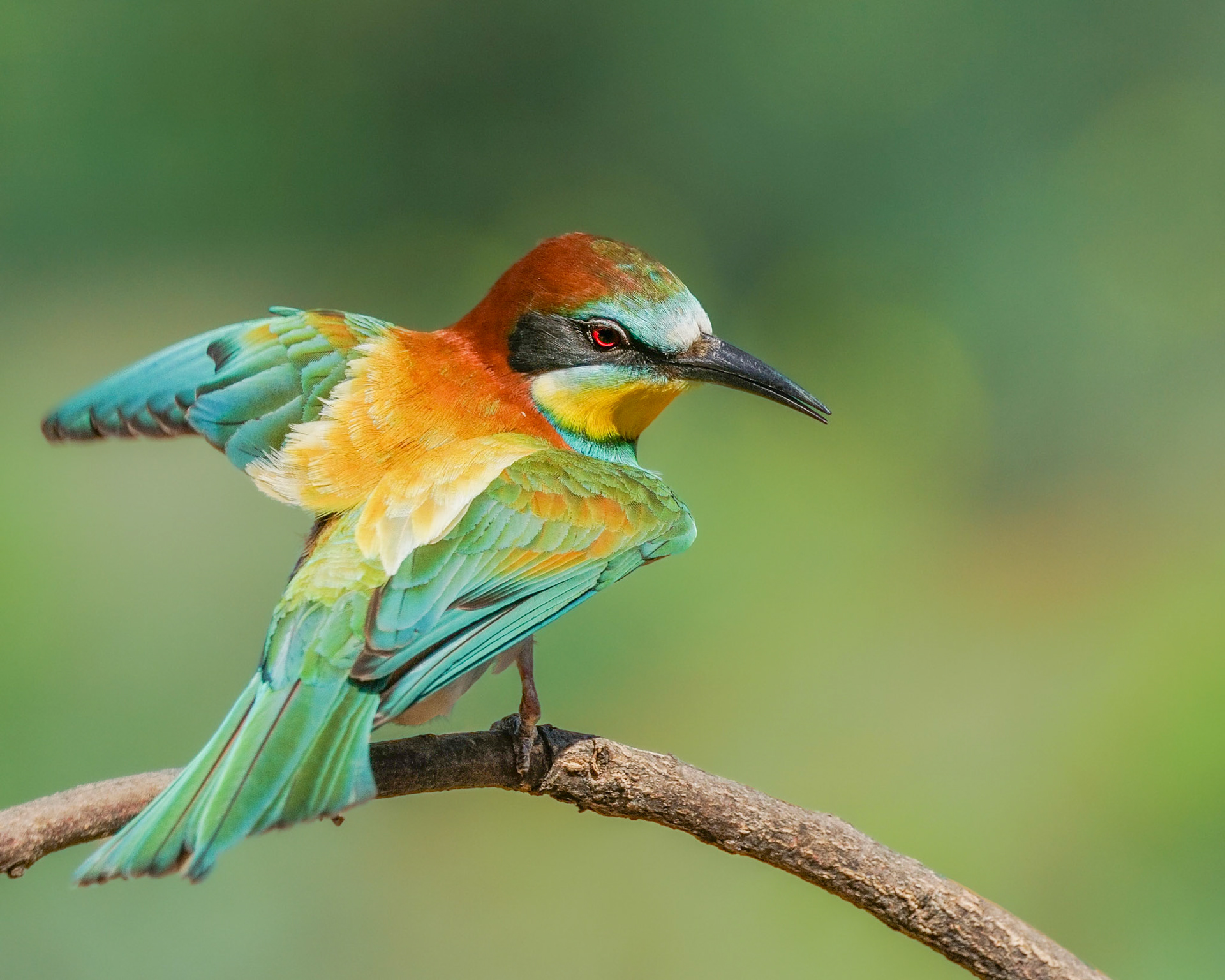 Eurasian Bee-Eater