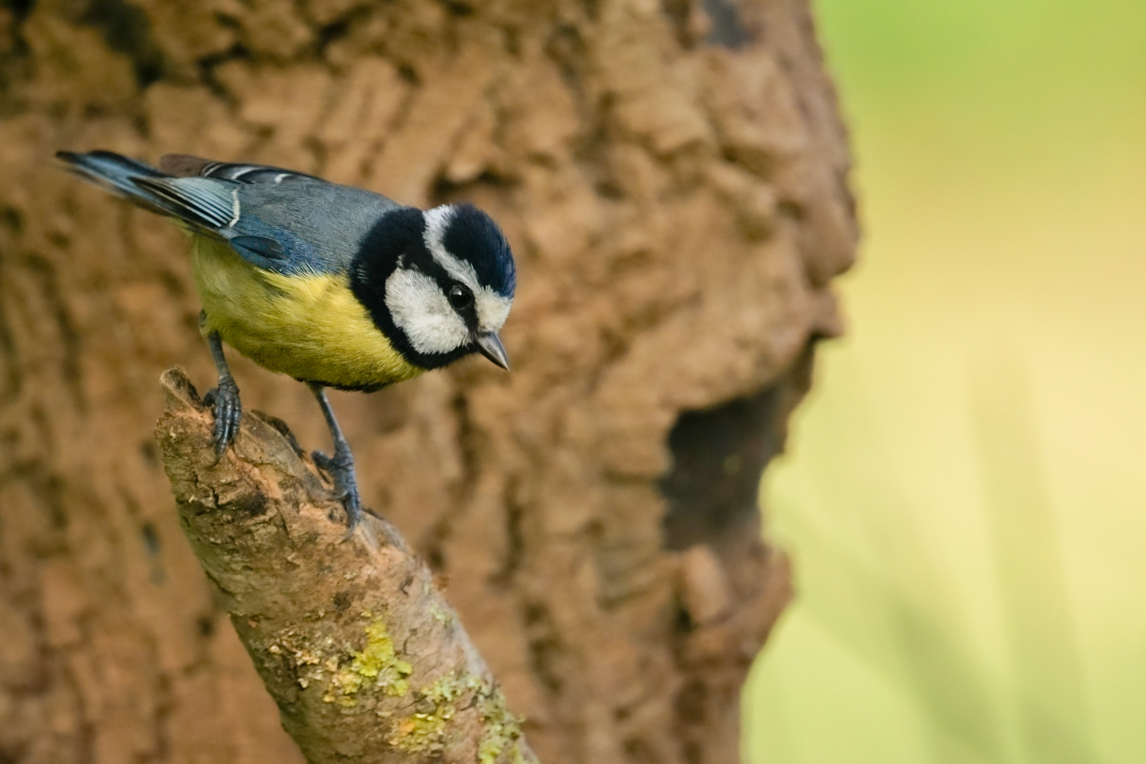 African Blue Tit (Cyanistes teneriffae)