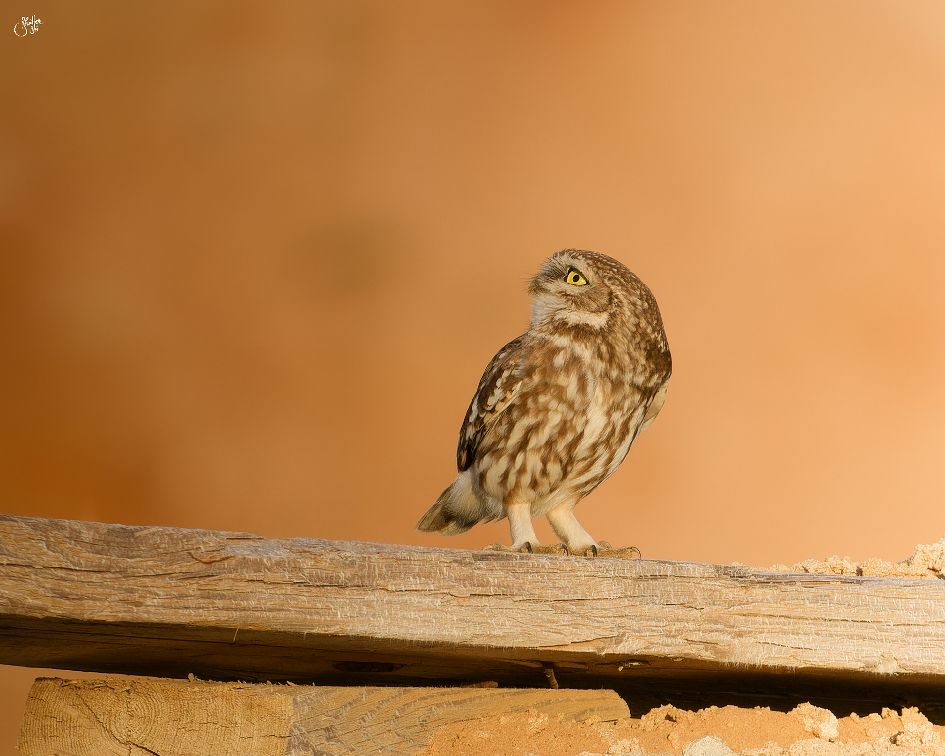 Little Owl