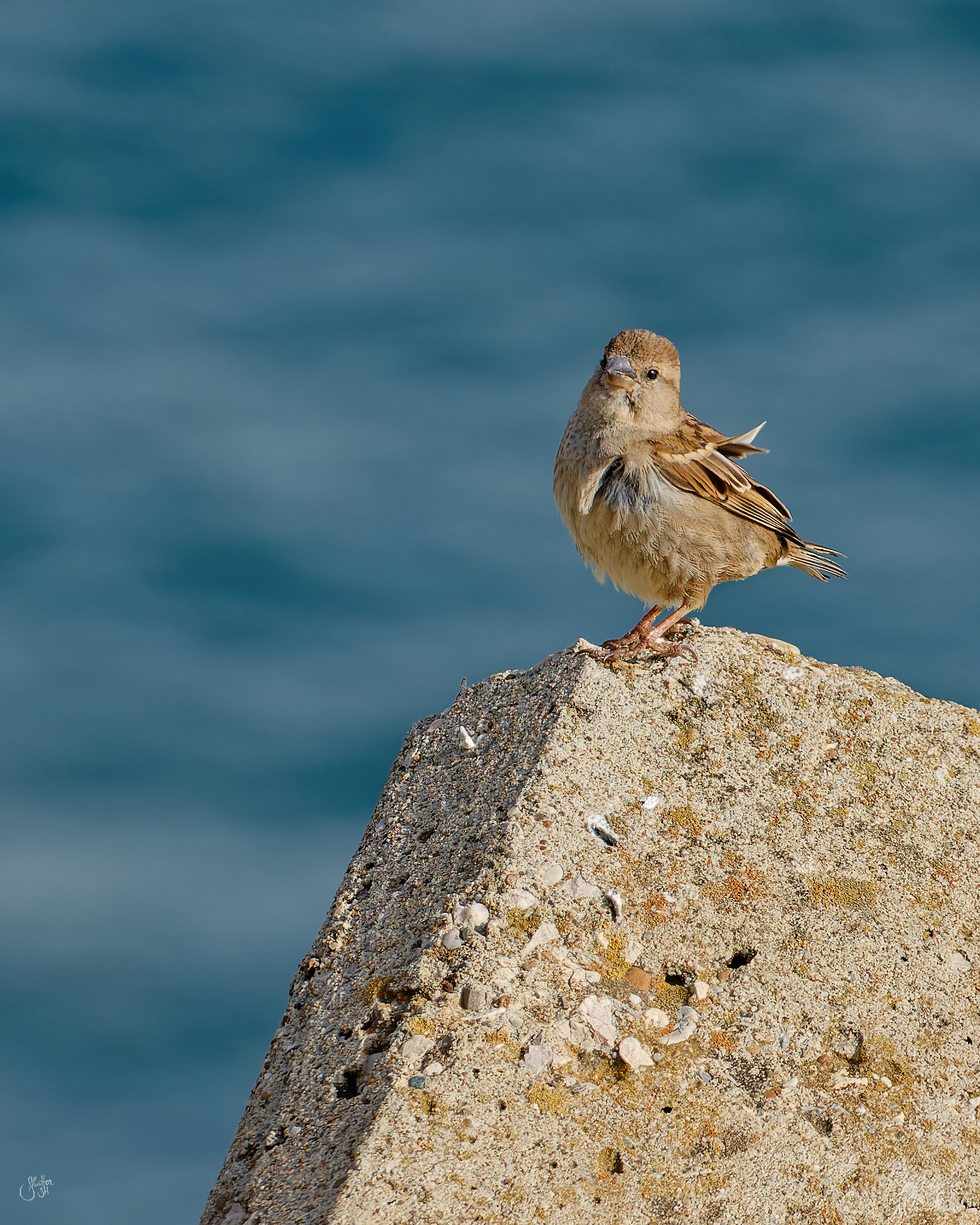 Common Sparrow Female