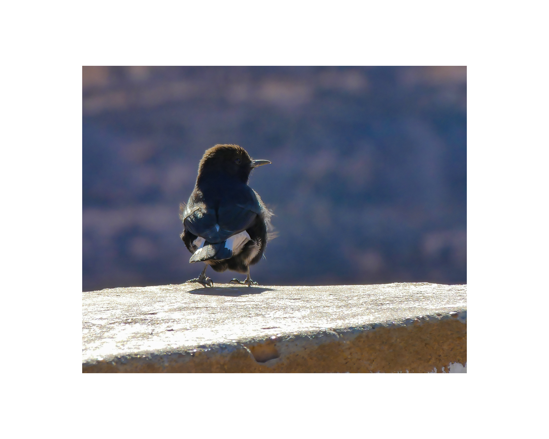Black Wheatear (Oenanthe leucura)