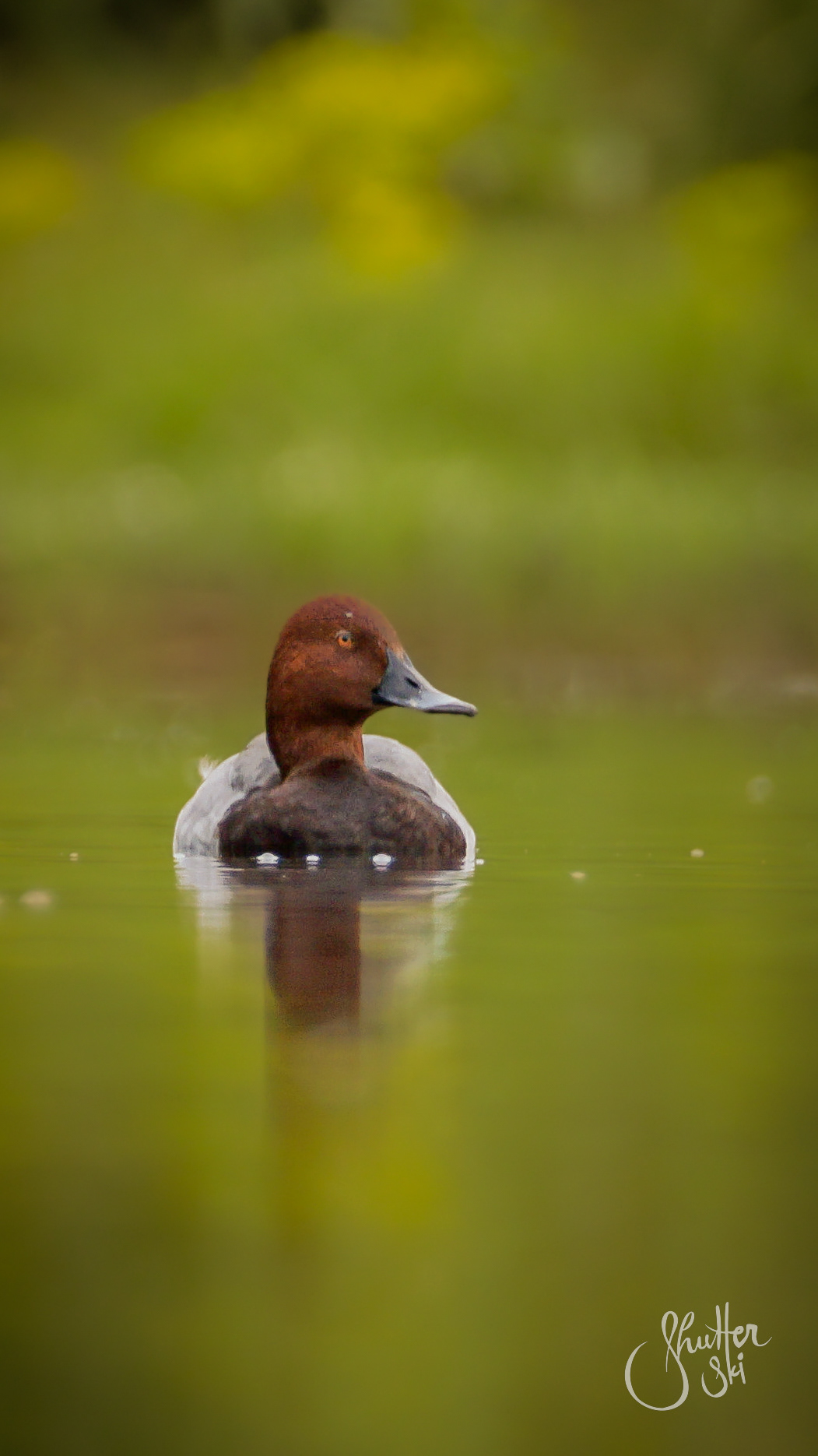 Common Pochard (Aythya ferina)
