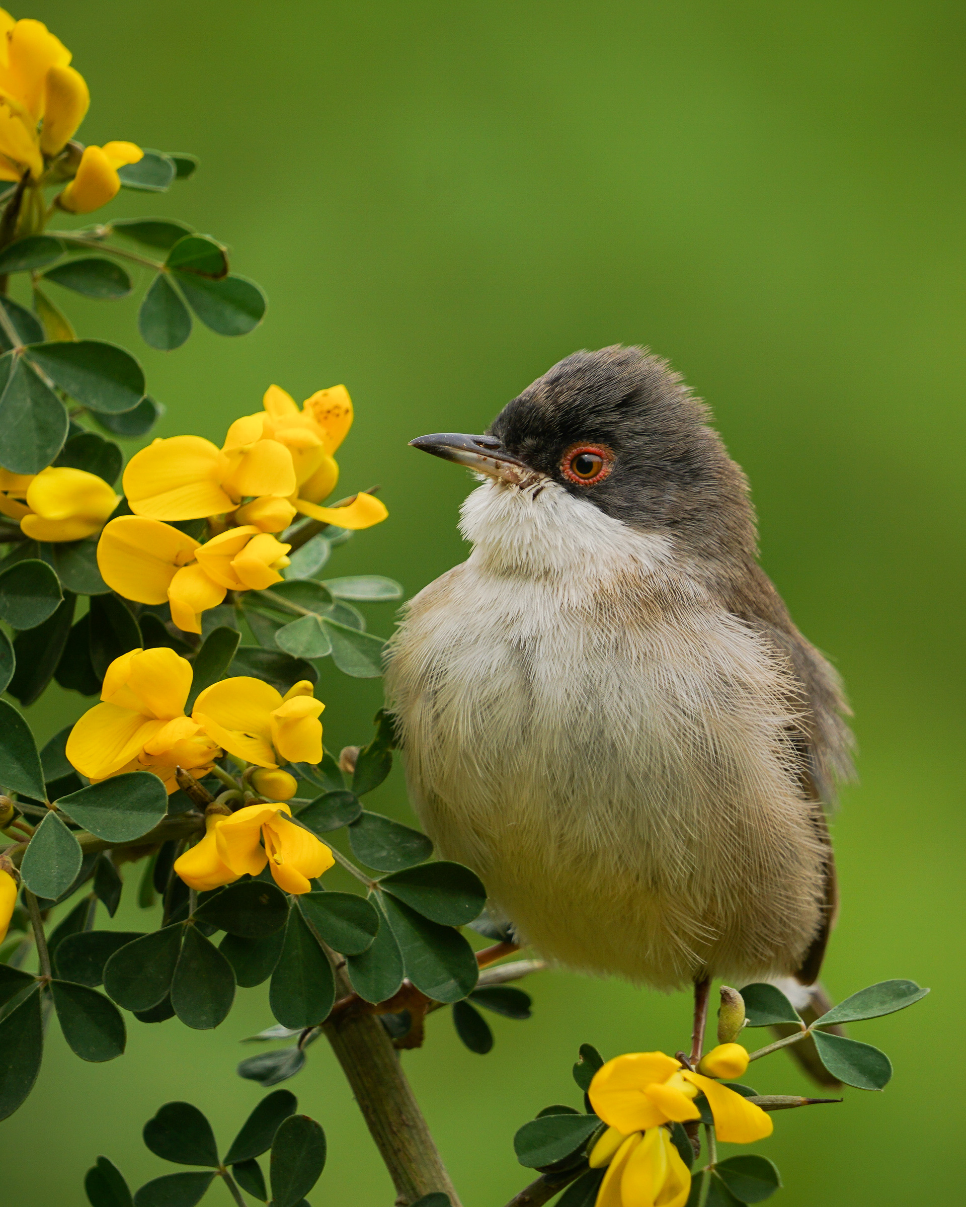 Sardinian Warbler (Sylvia melanocephala)